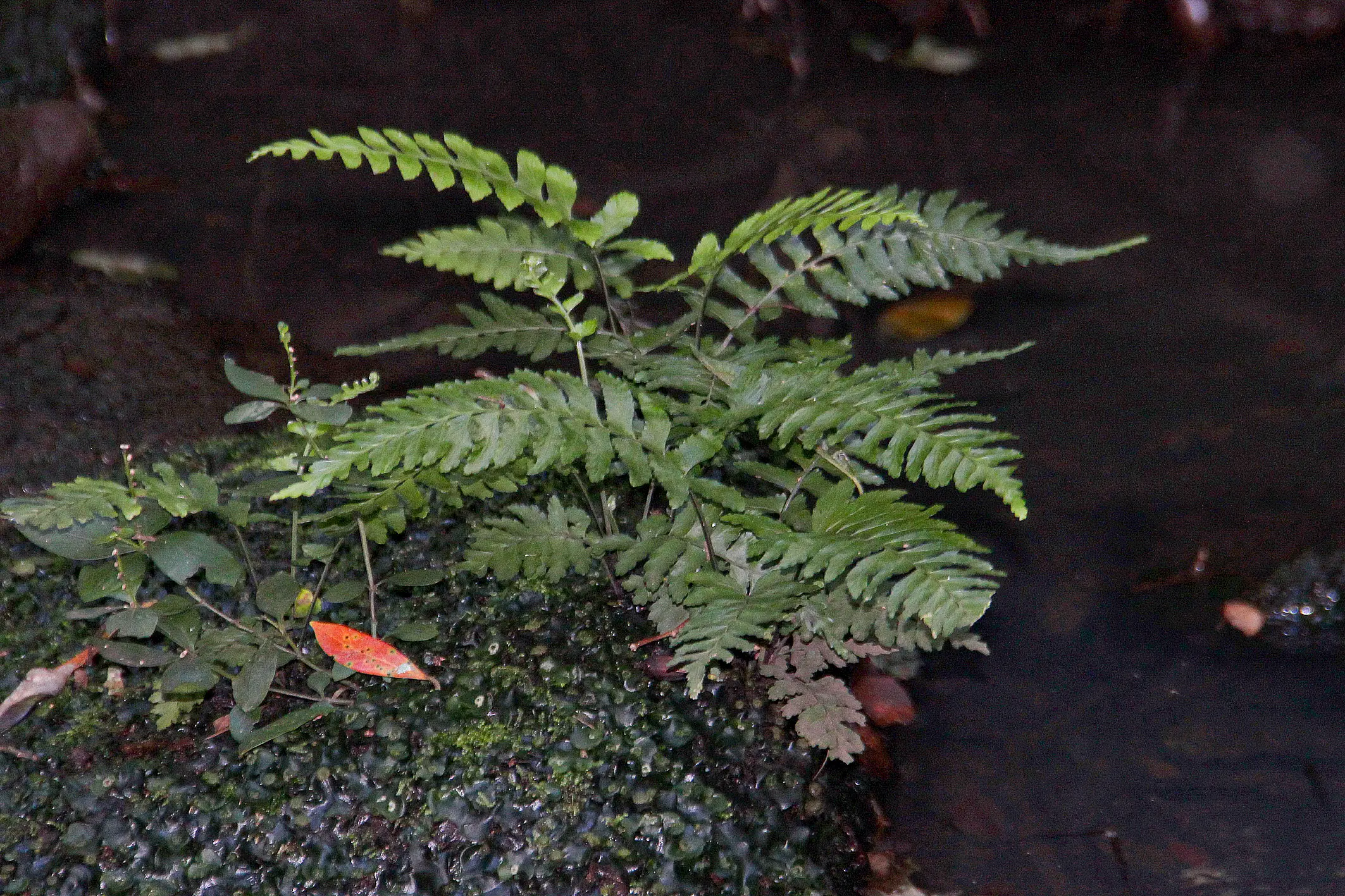 Asplenium abscissum Willd.