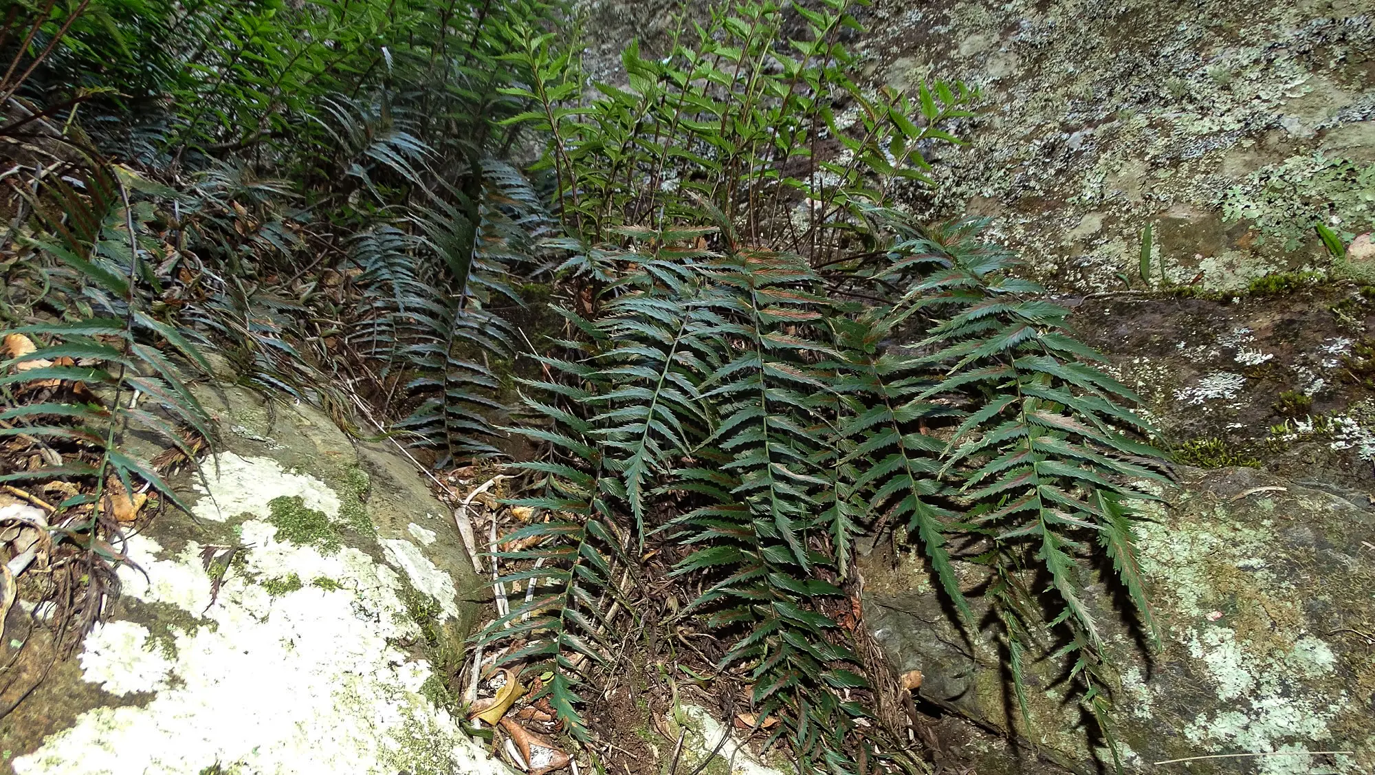 Asplenium serra Langsd. & Fisch.
