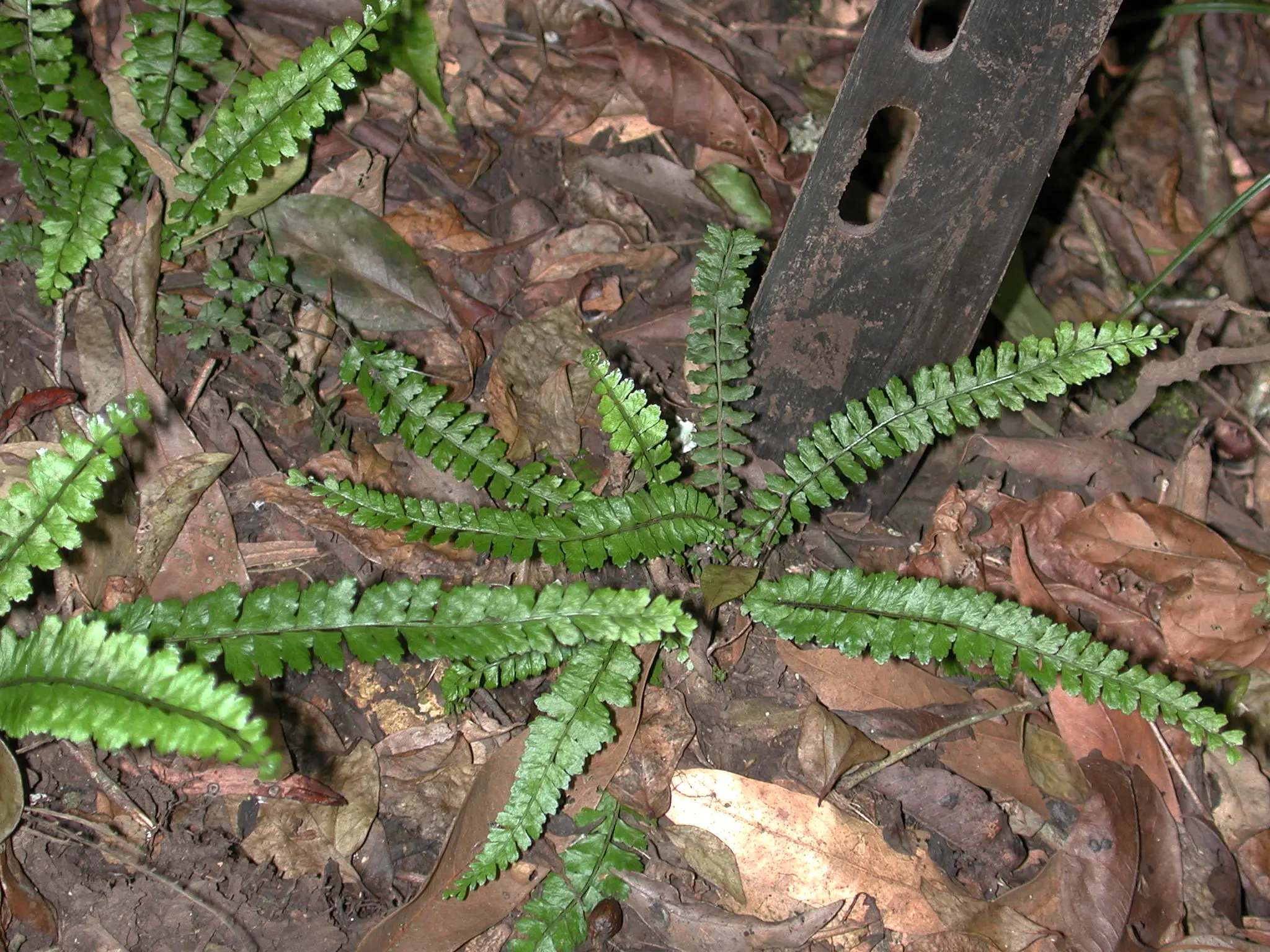 Asplenium ulbrichtii Rosenst.