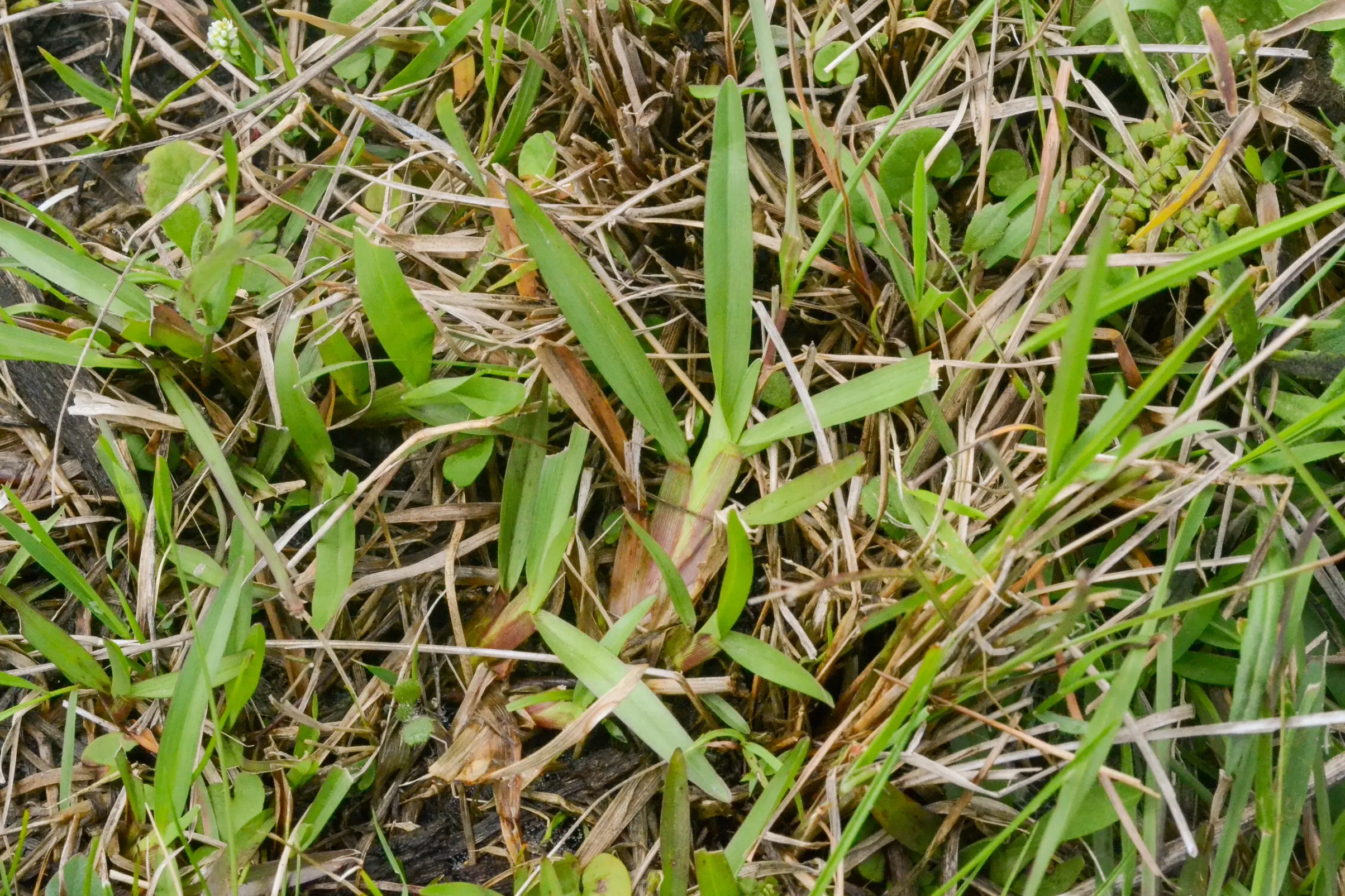 Axonopus fissifolius (Raddi) Kuhlm.
