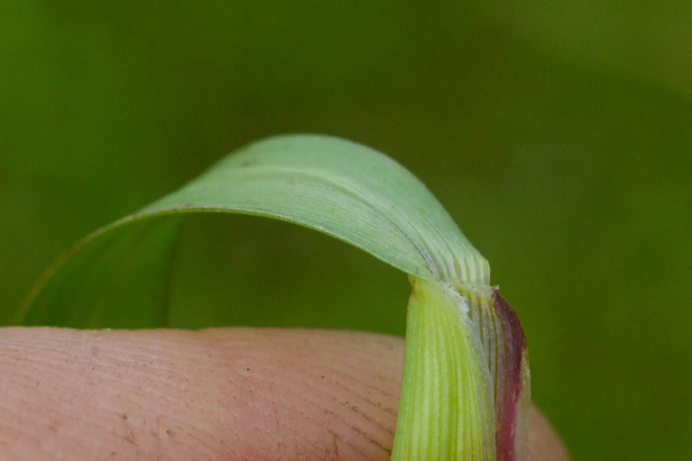 Axonopus fissifolius (Raddi) Kuhlm.