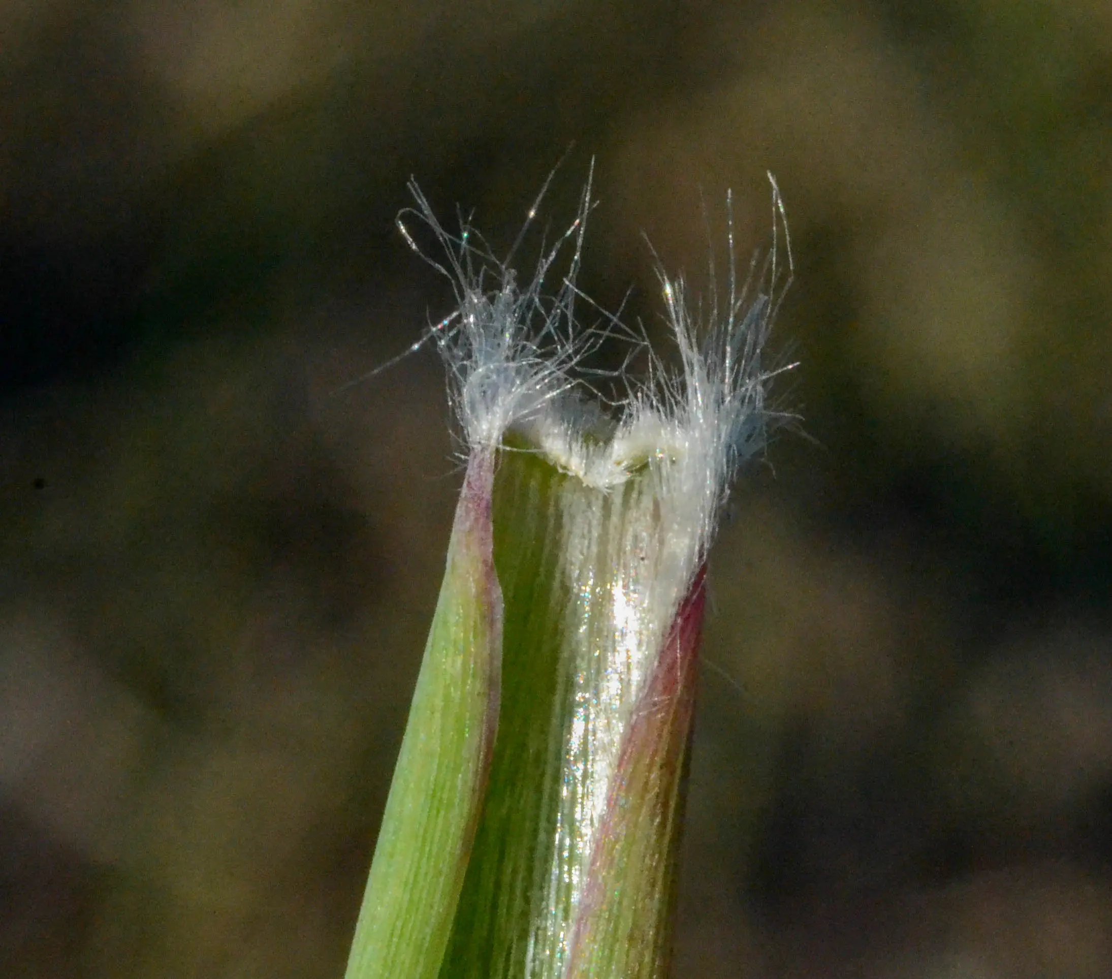 Axonopus siccus (Nees) Kuhlm.
