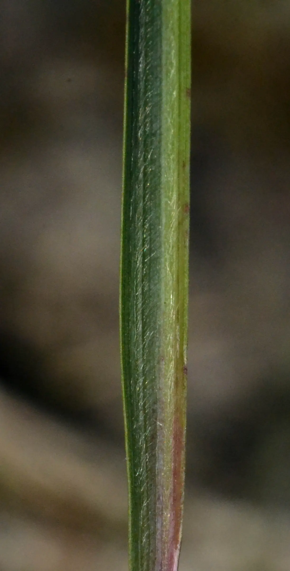Axonopus siccus (Nees) Kuhlm.