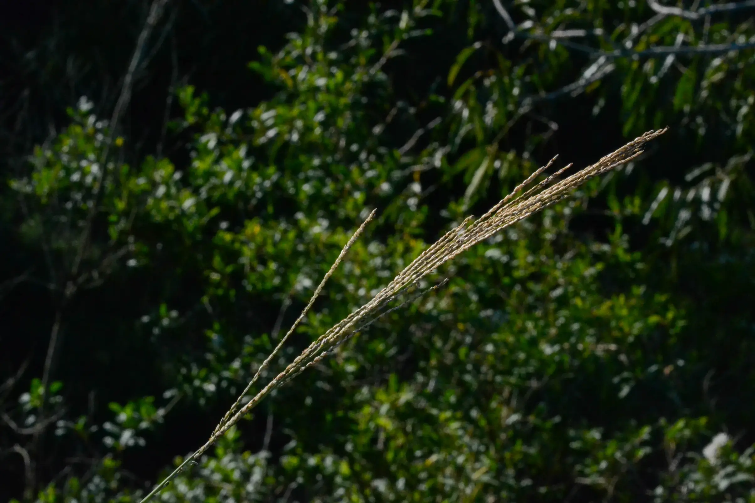 Axonopus siccus (Nees) Kuhlm.