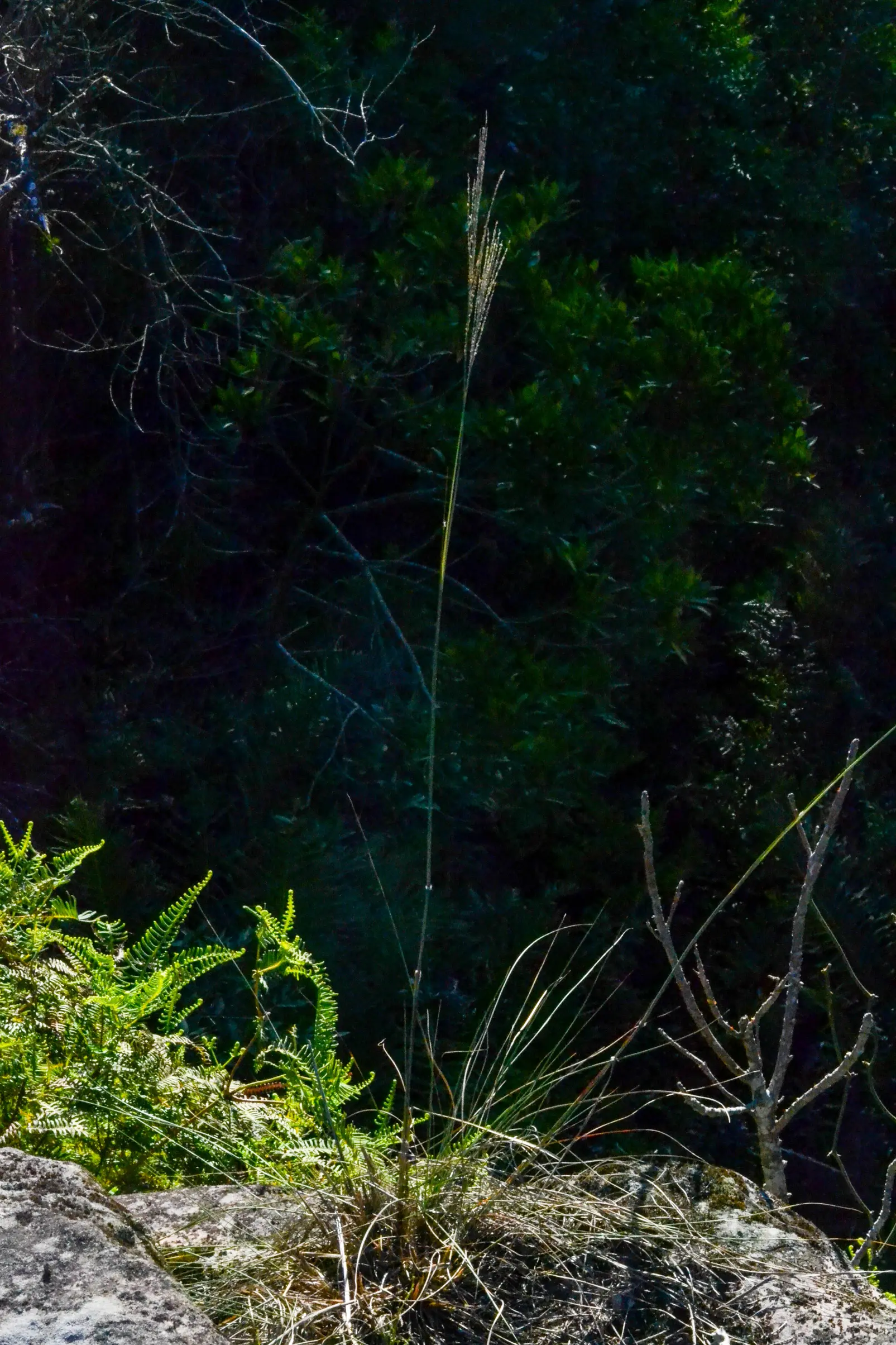 Axonopus siccus (Nees) Kuhlm.