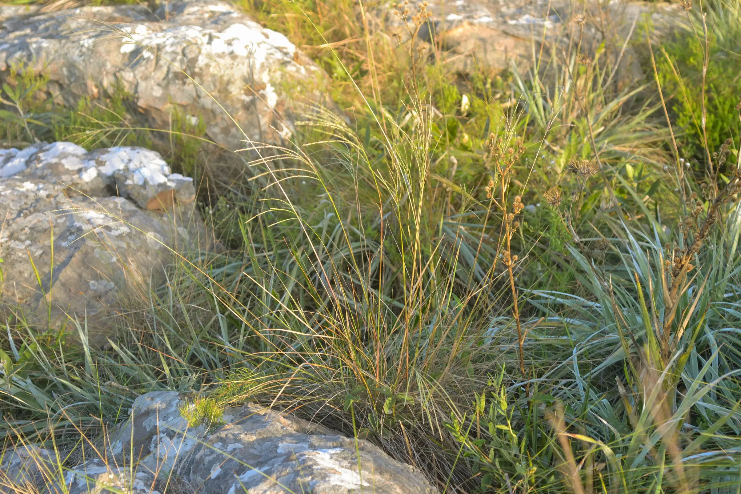 Axonopus siccus (Nees) Kuhlm.