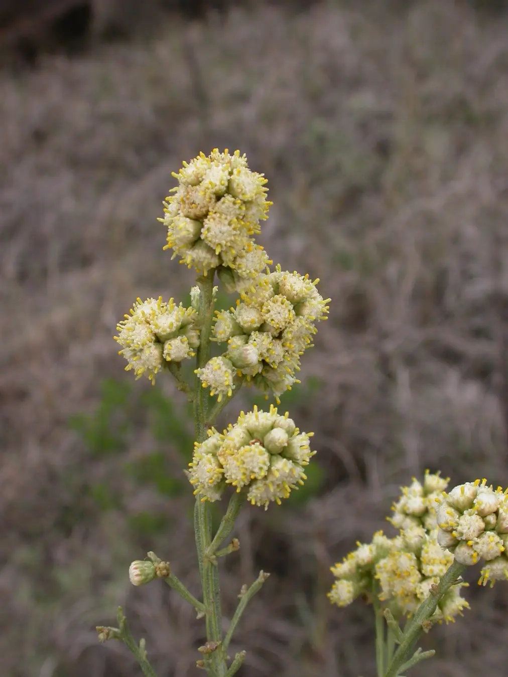 Baccharis articulata (Lam.) Pers.