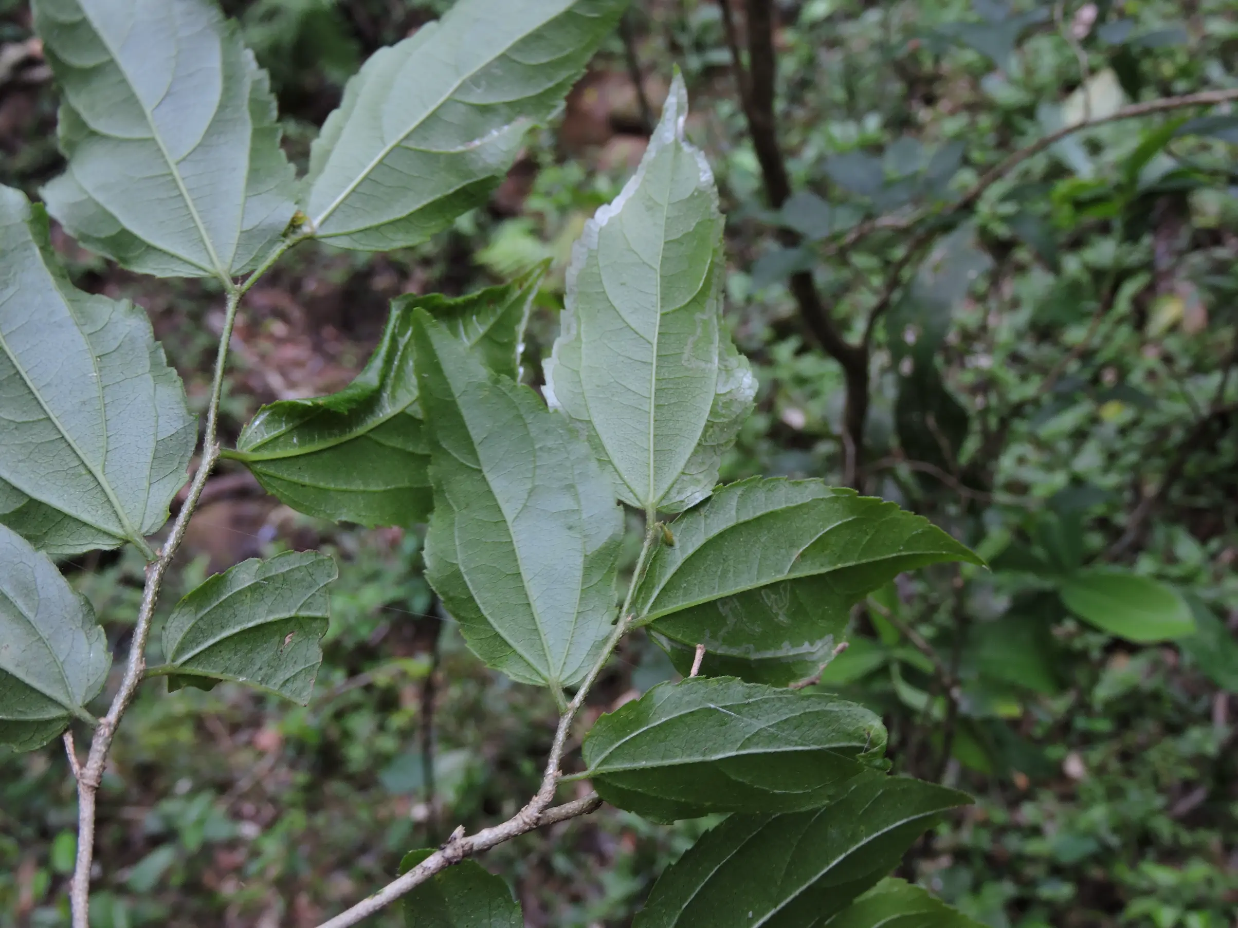 Banara tomentosa Clos