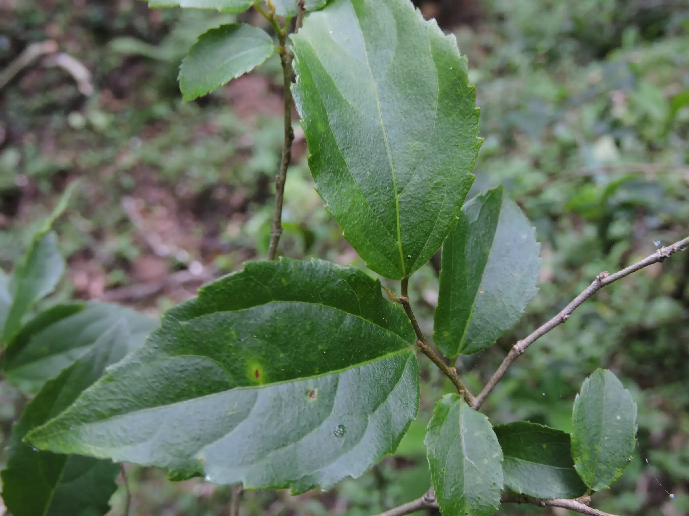 Banara tomentosa Clos