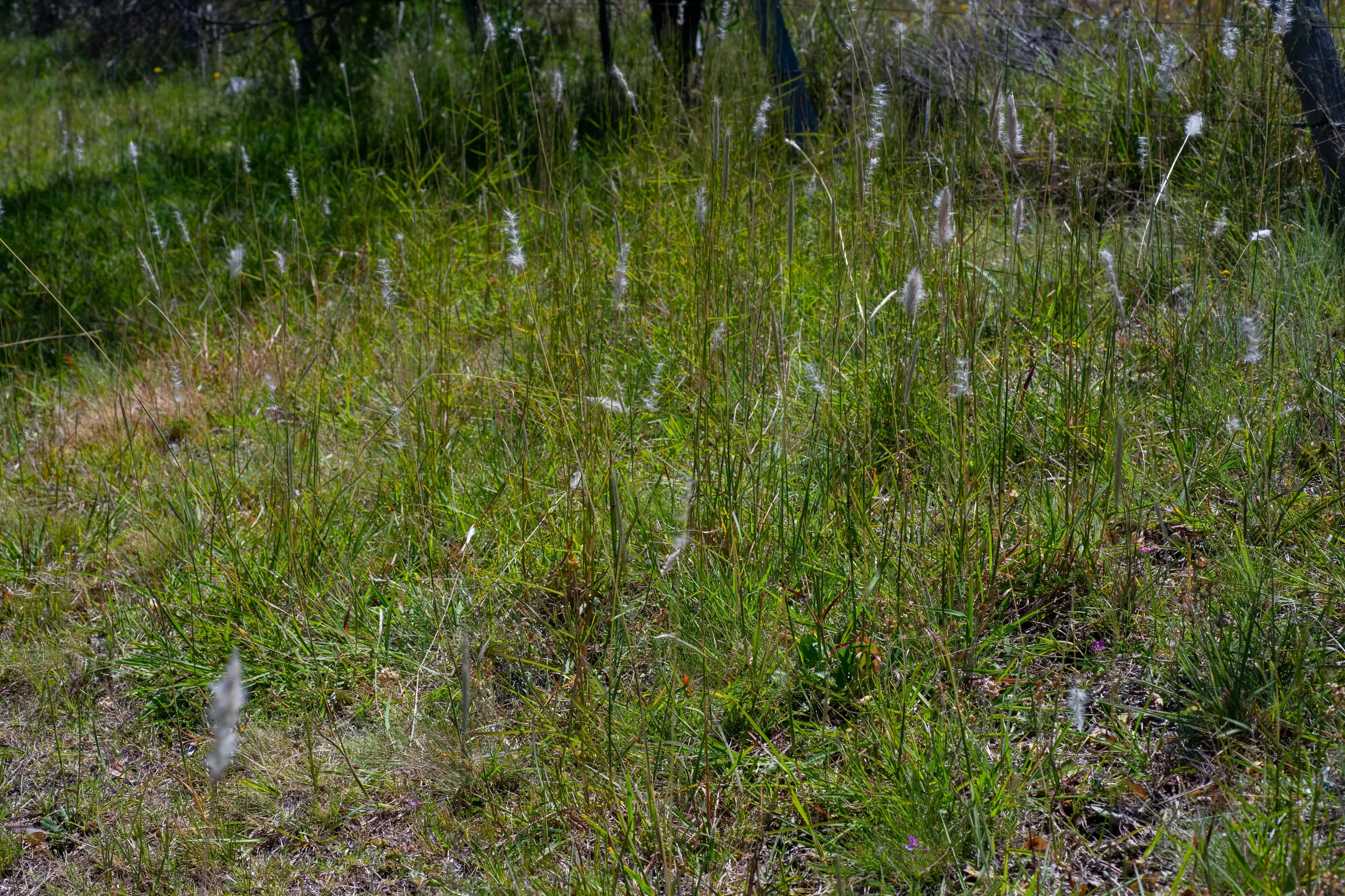 Bothriochloa laguroides (DC.) Herter
