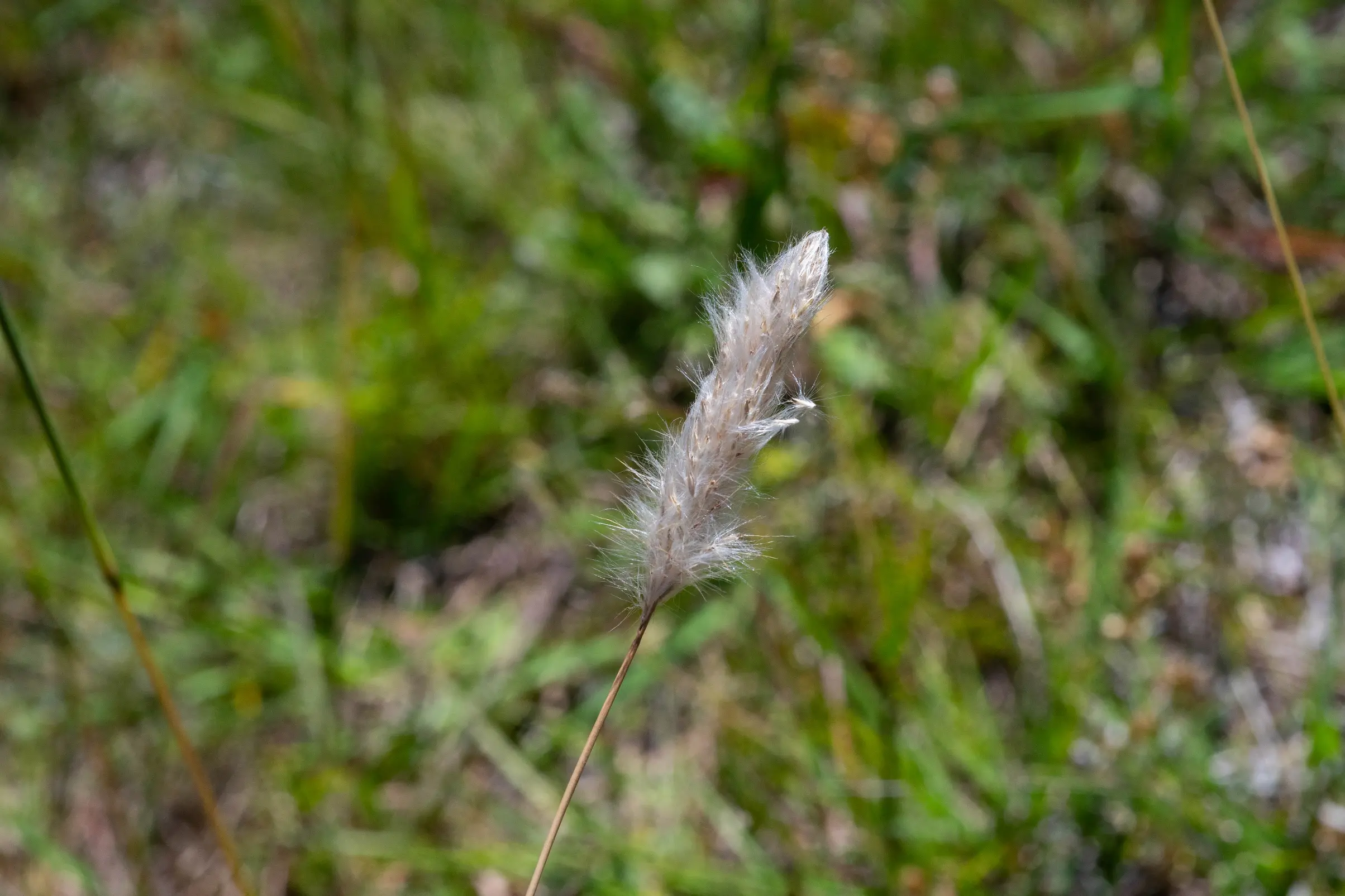 Bothriochloa laguroides (DC.) Herter