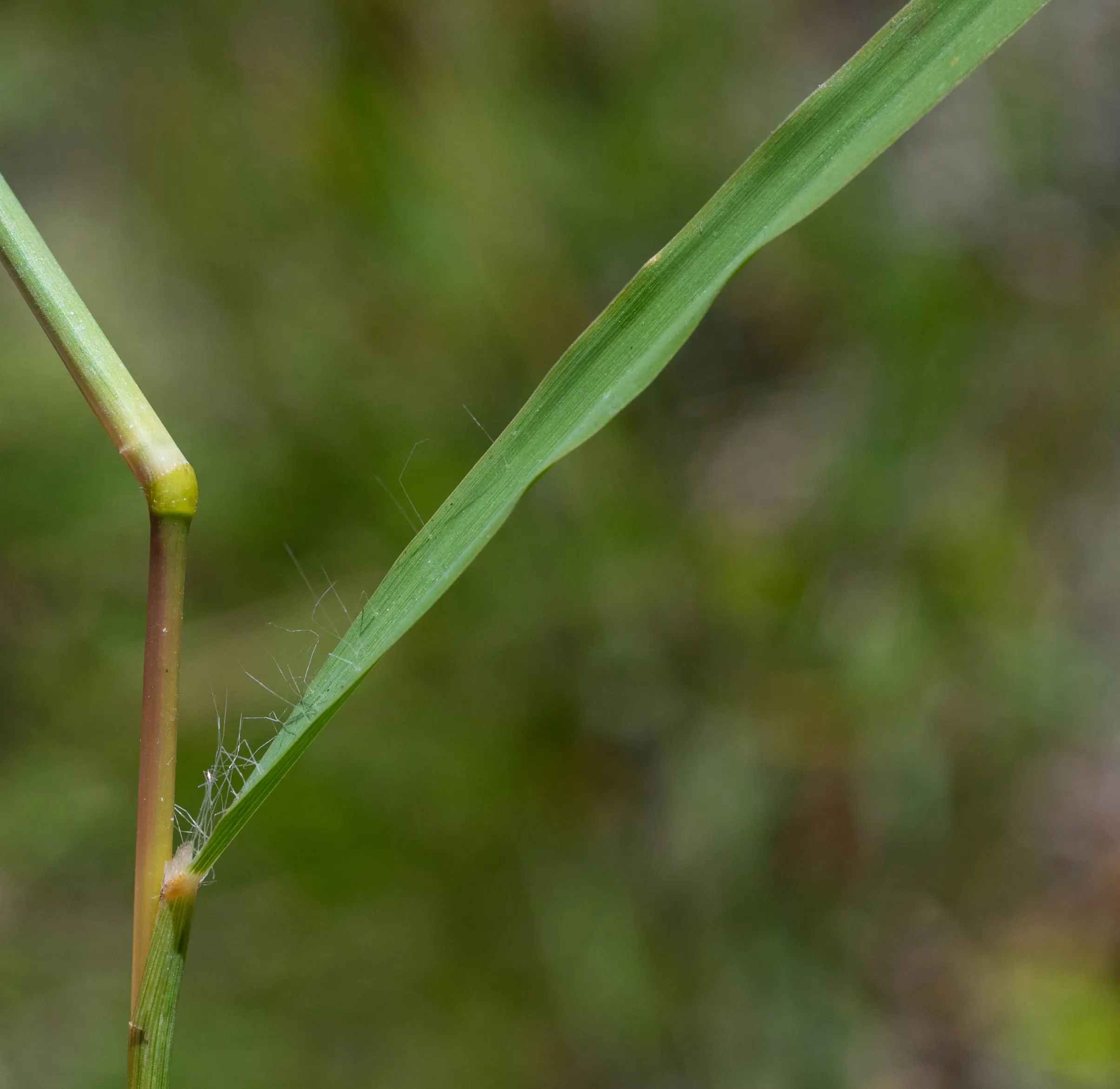 Bothriochloa laguroides (DC.) Herter
