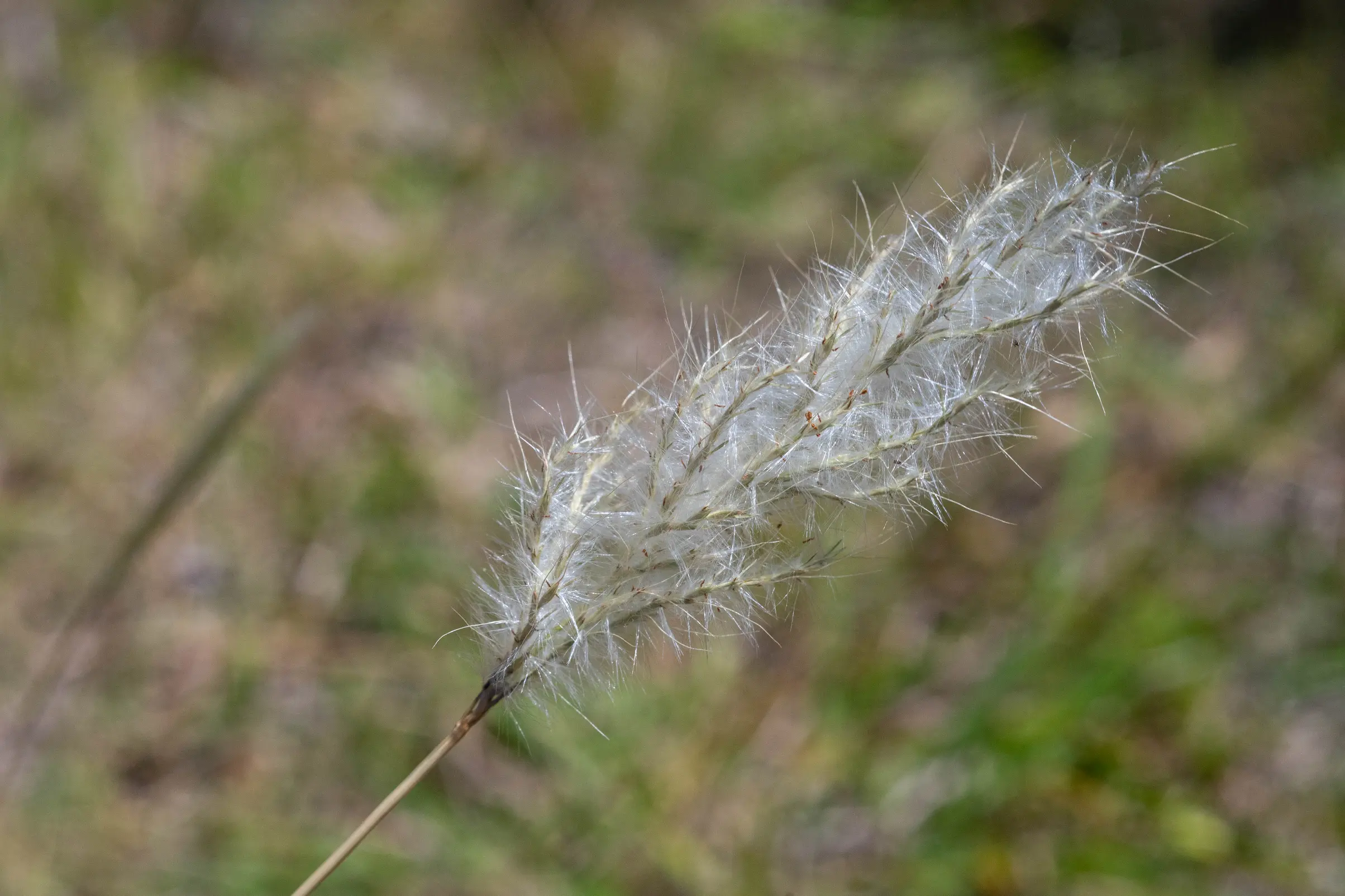 Bothriochloa laguroides (DC.) Herter