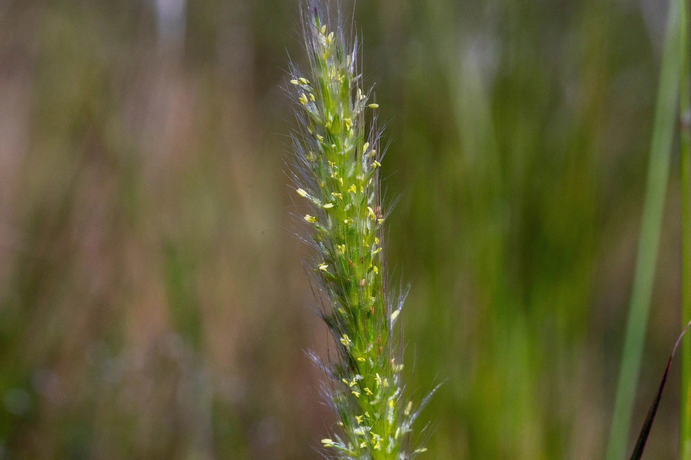Bothriochloa laguroides (DC.) Herter