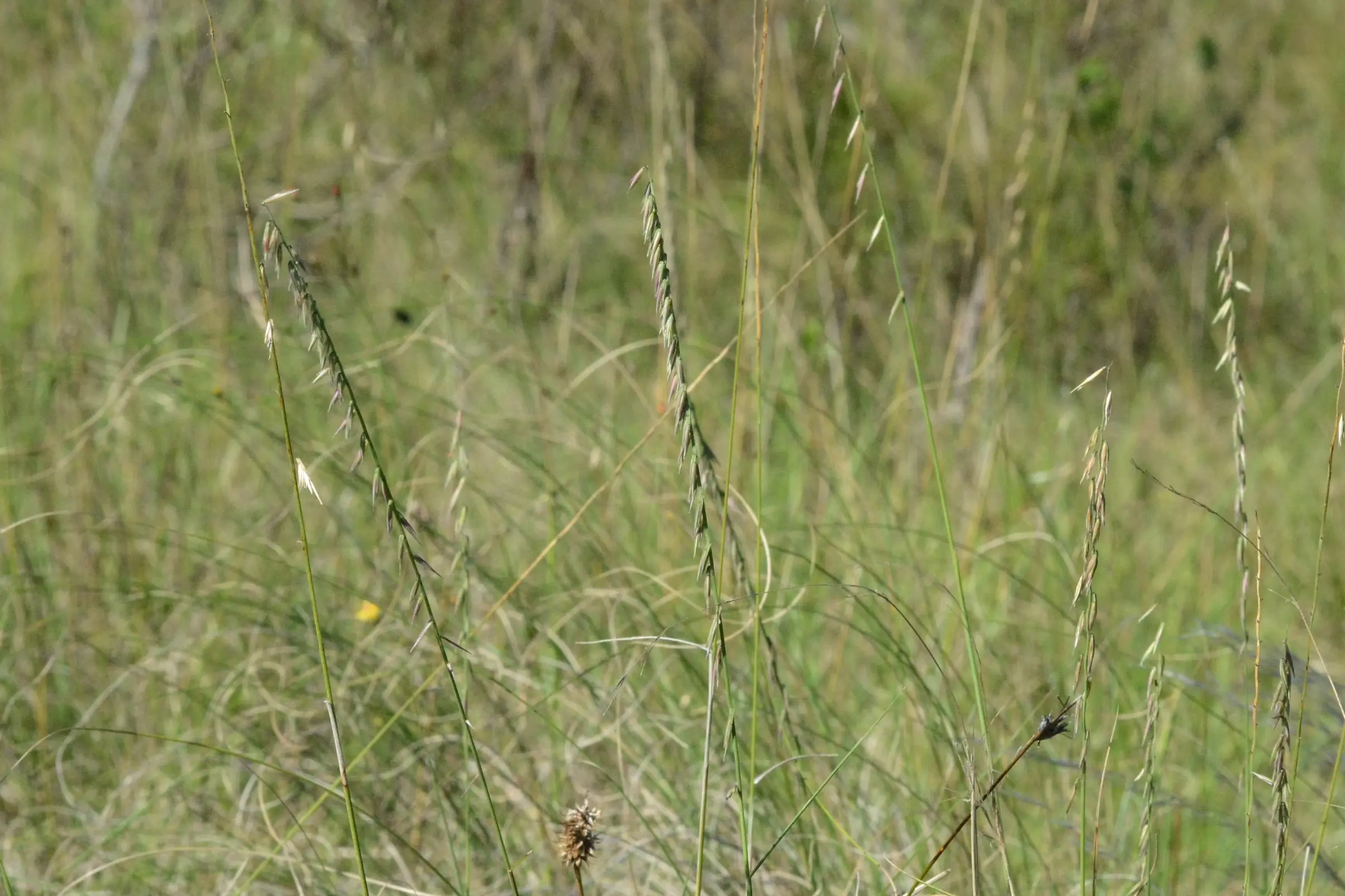 Bouteloua curtipendula var. caespitosa Gould & Kapadia