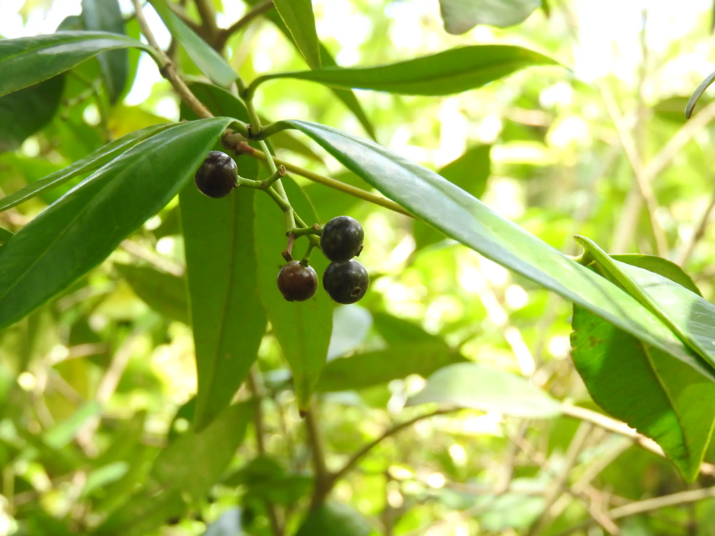 Myrcia glomerata (Cambess.) G.P.Burton & E.Lucas