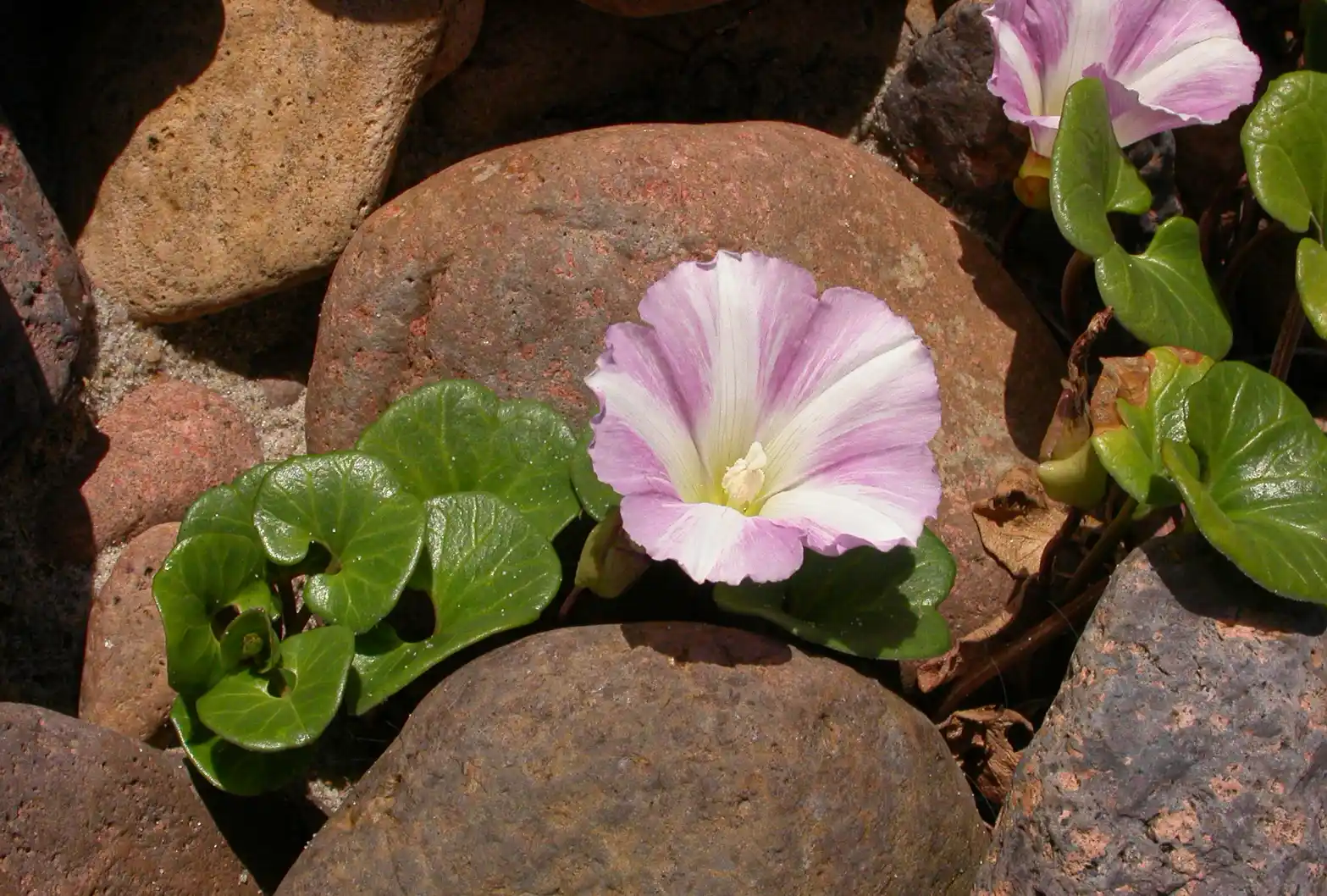 Convolvulus soldanella L.