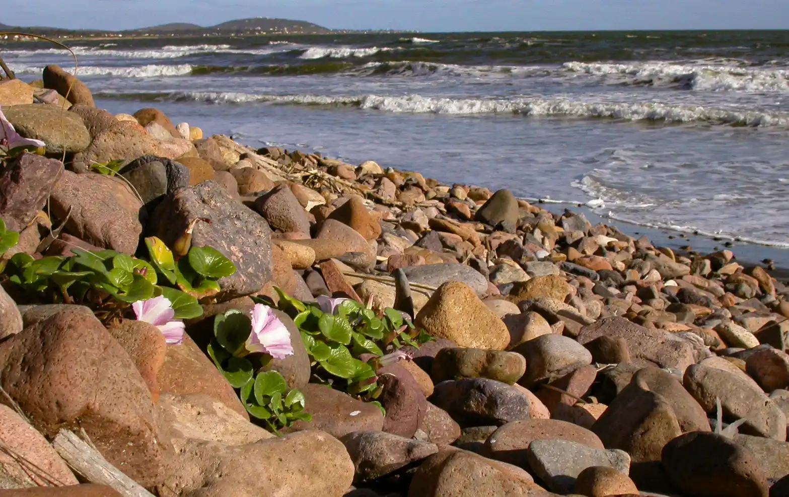 Convolvulus soldanella L.