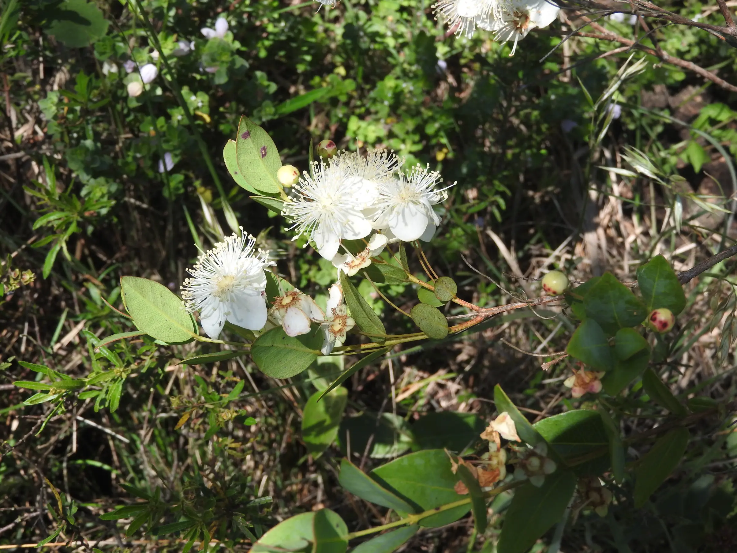 Campomanesia aurea var. aurea