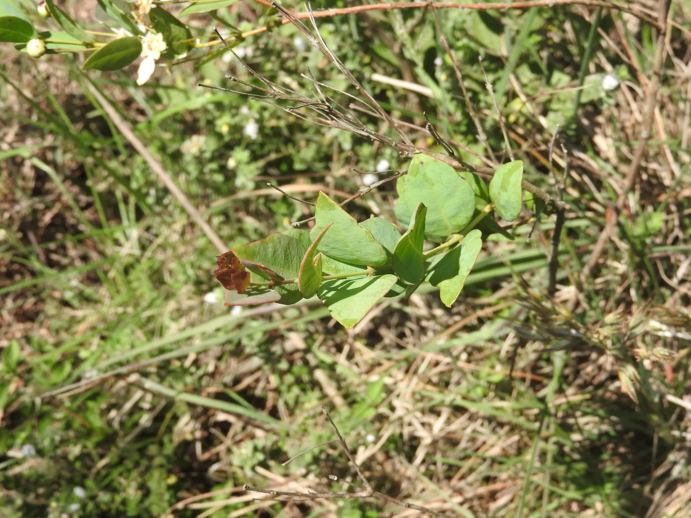 Campomanesia aurea var. aurea