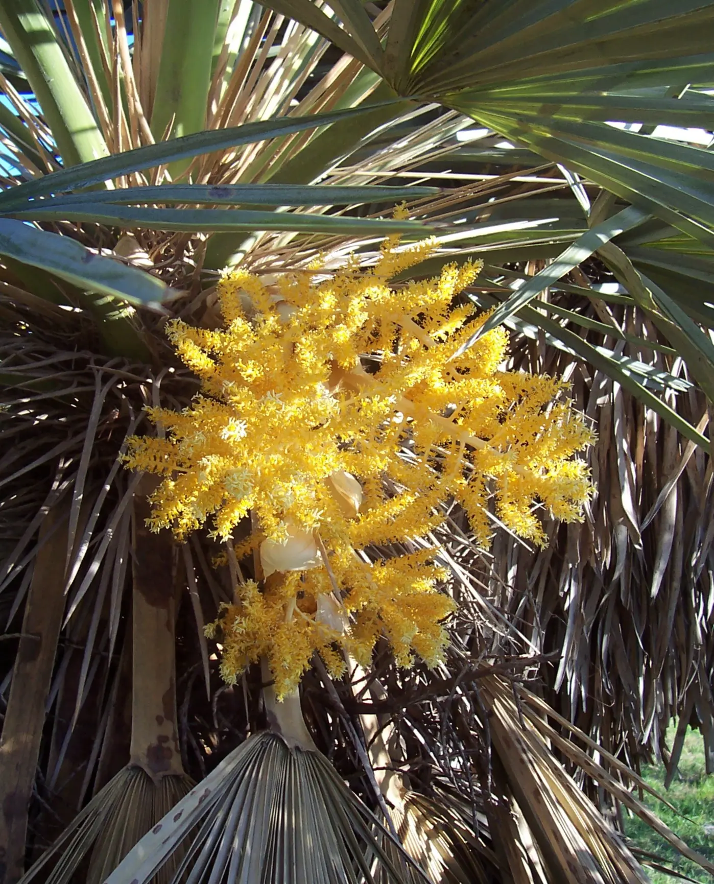 Trithrinax campestris (Burmeist.) Drude & Griseb.