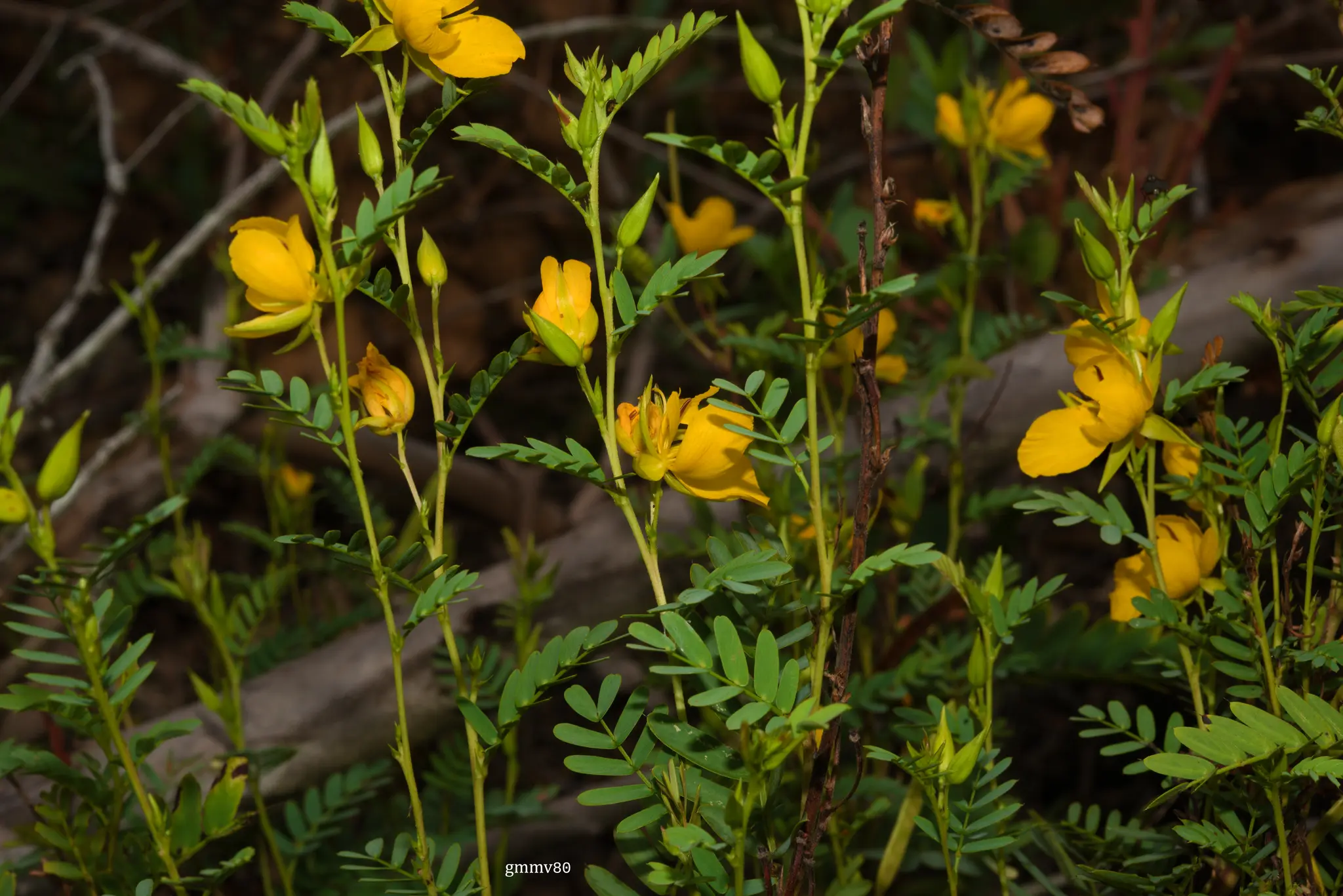 Chamaecrista repens (Vogel) H.S.Irwin & Barneby