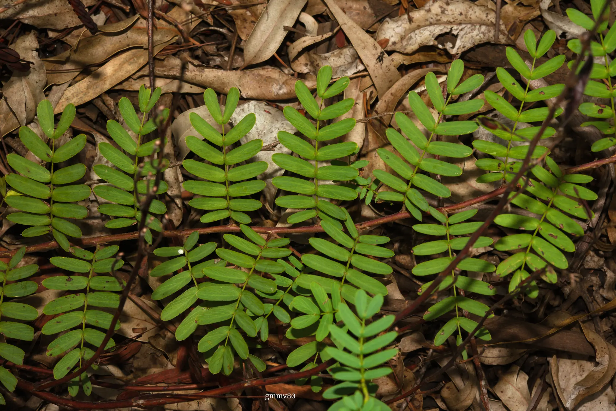 Chamaecrista repens (Vogel) H.S.Irwin & Barneby