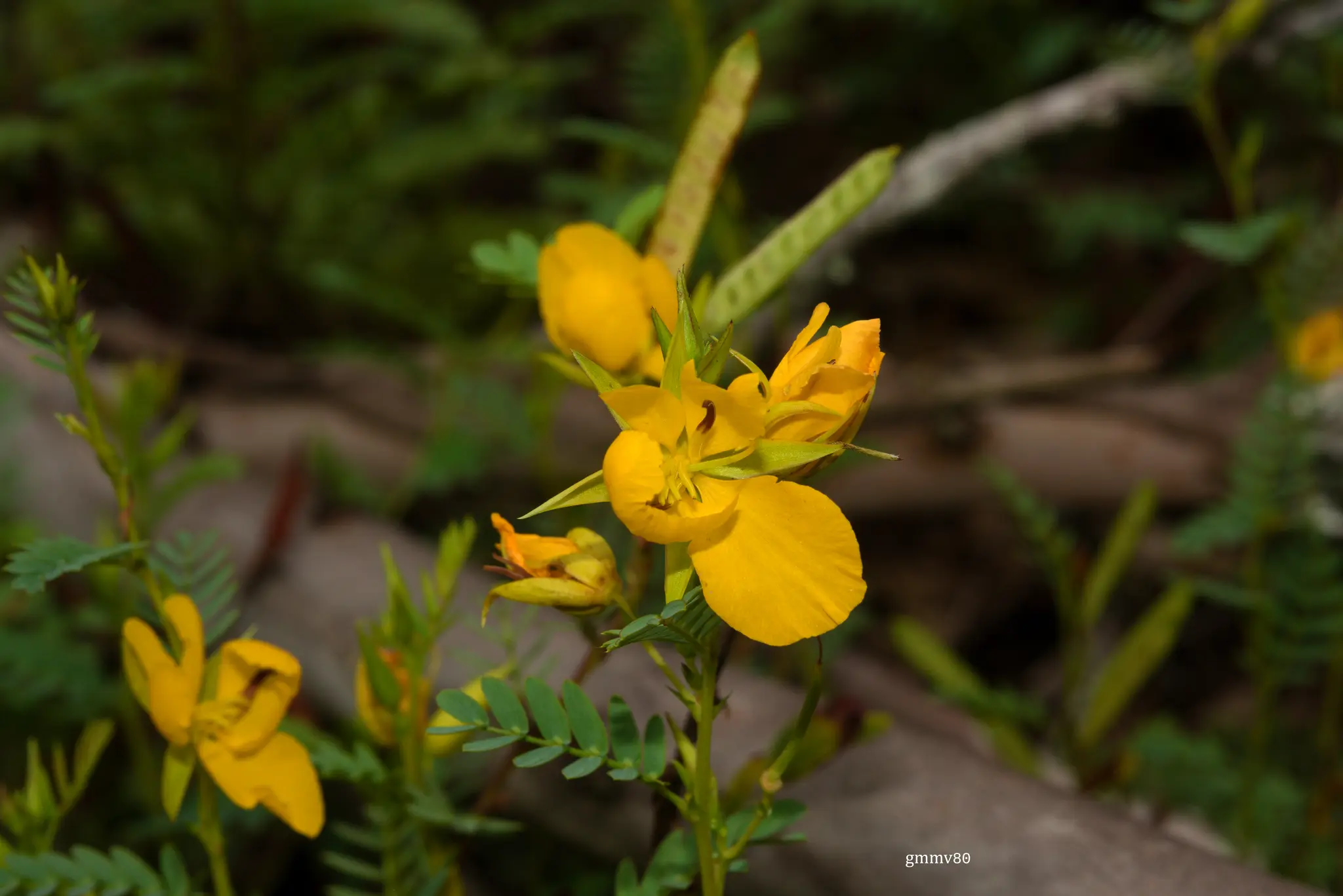 Chamaecrista repens (Vogel) H.S.Irwin & Barneby