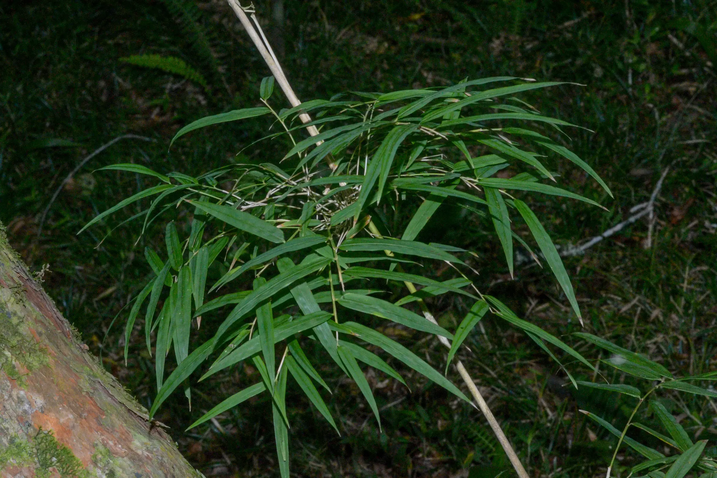 Chusquea ramosissima Lindm.