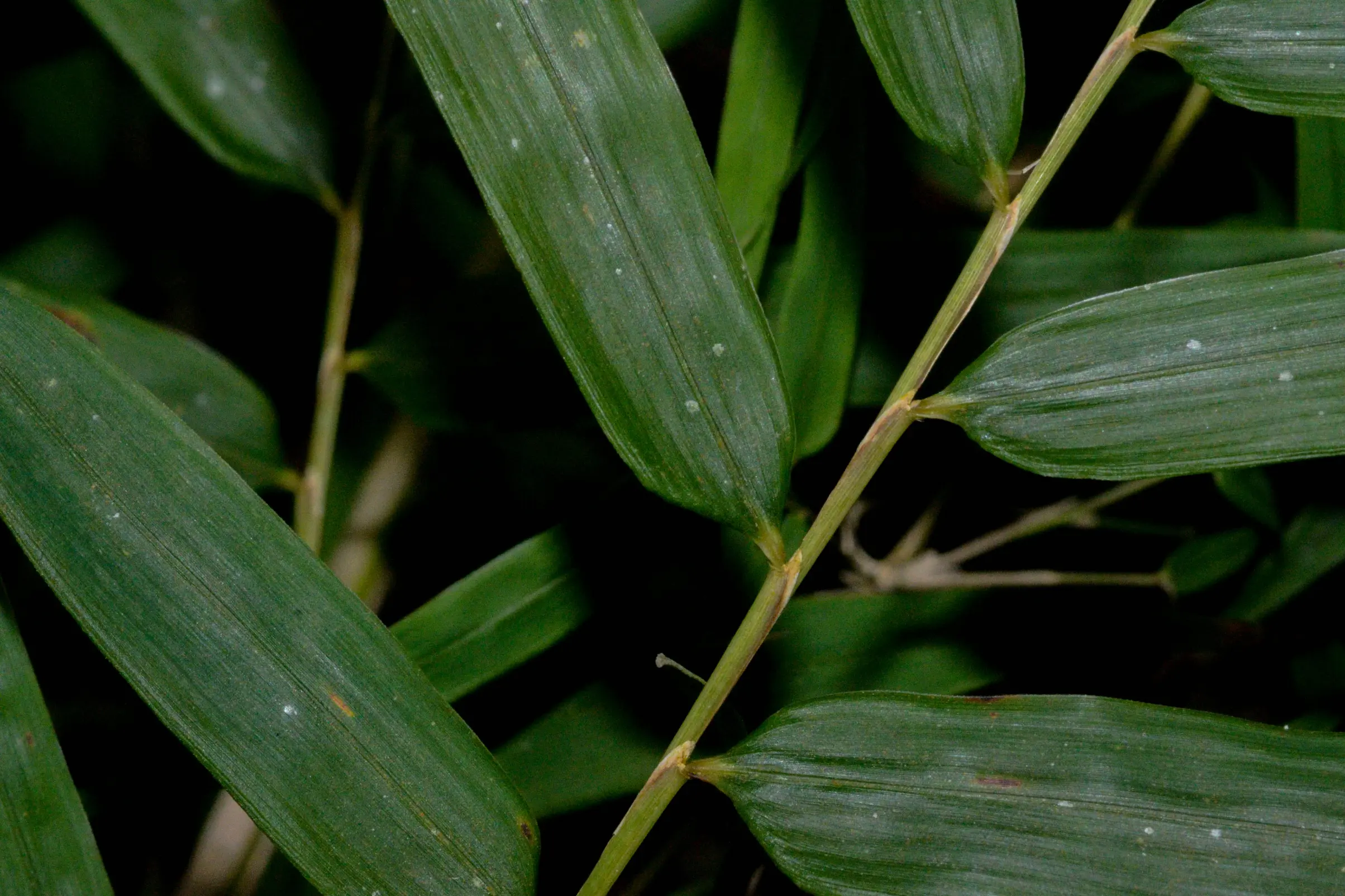 Chusquea ramosissima Lindm.