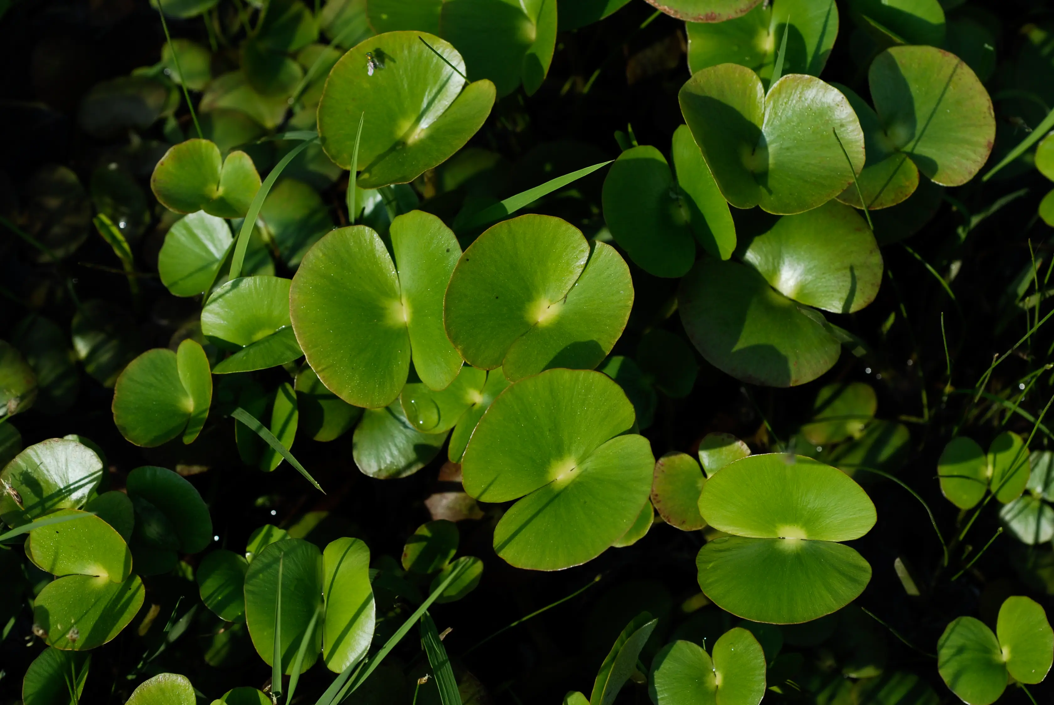 Regnellidium diphyllum Lindm.
