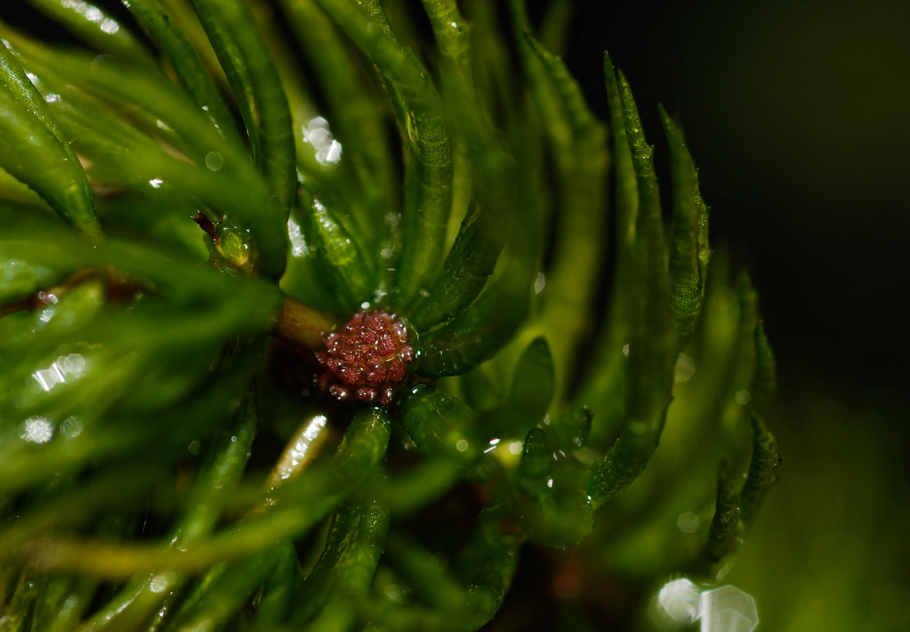 Ceratophyllum demersum L.