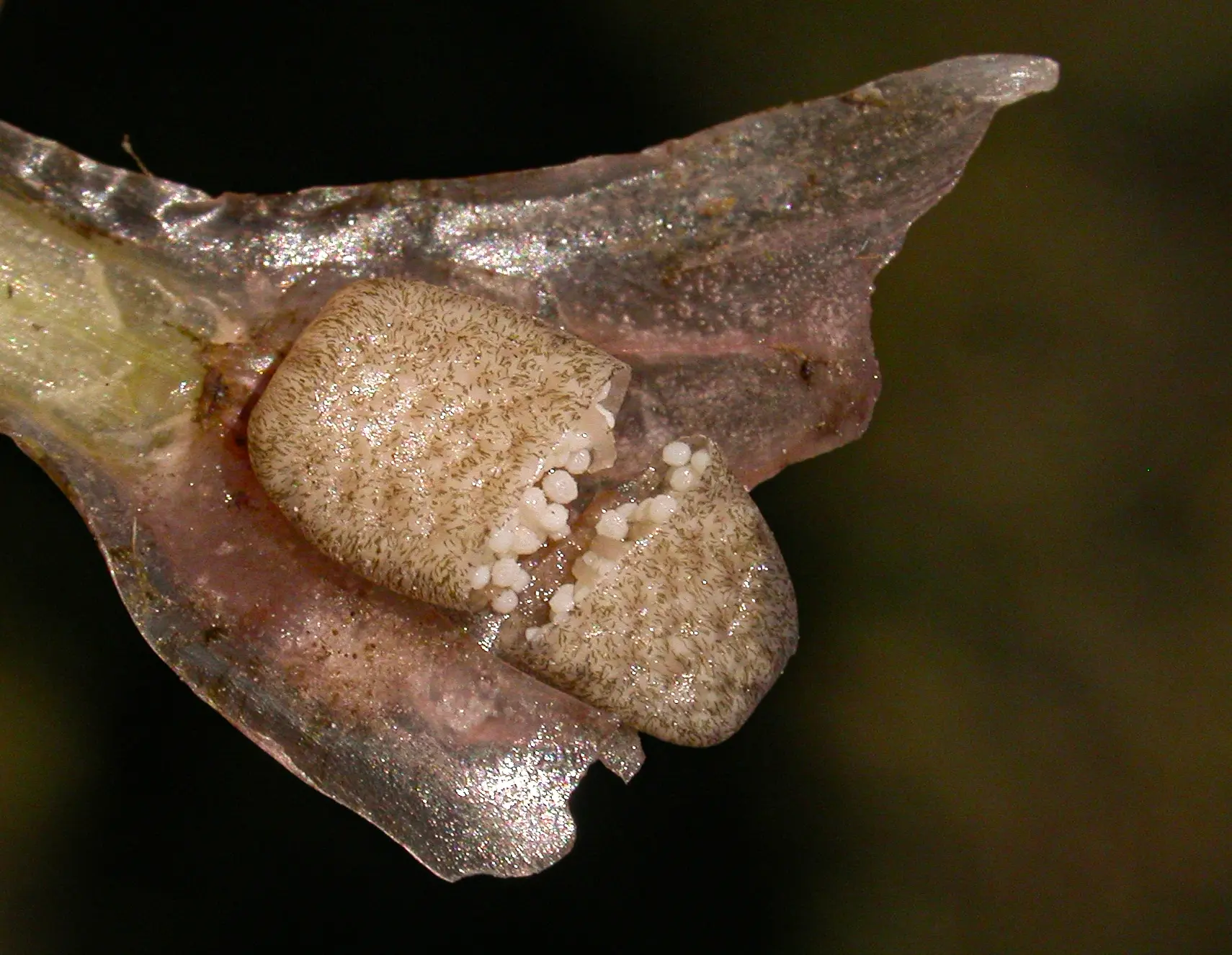 Isoetes brasiliensis H.P.Fuchs