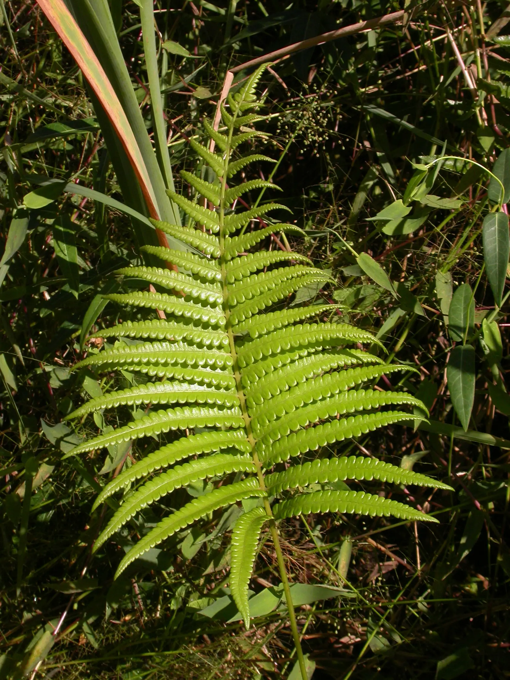 Cyclosorus interruptus (Willd.) H.Ito