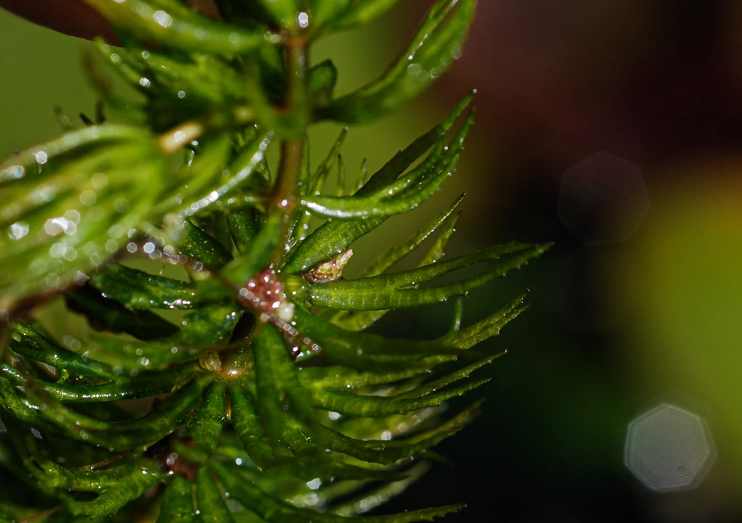 Ceratophyllum demersum L.