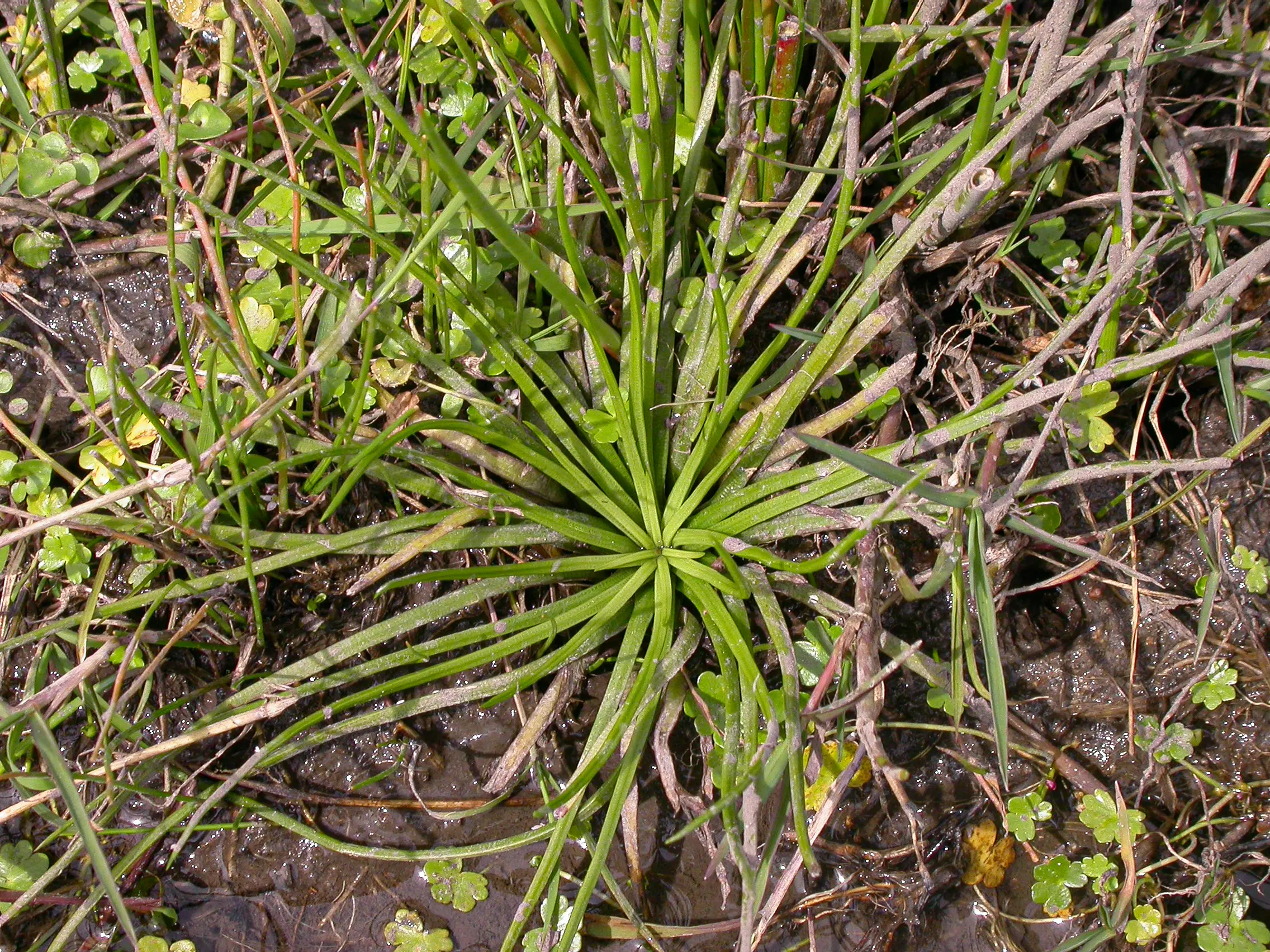 Isoetes brasiliensis H.P.Fuchs