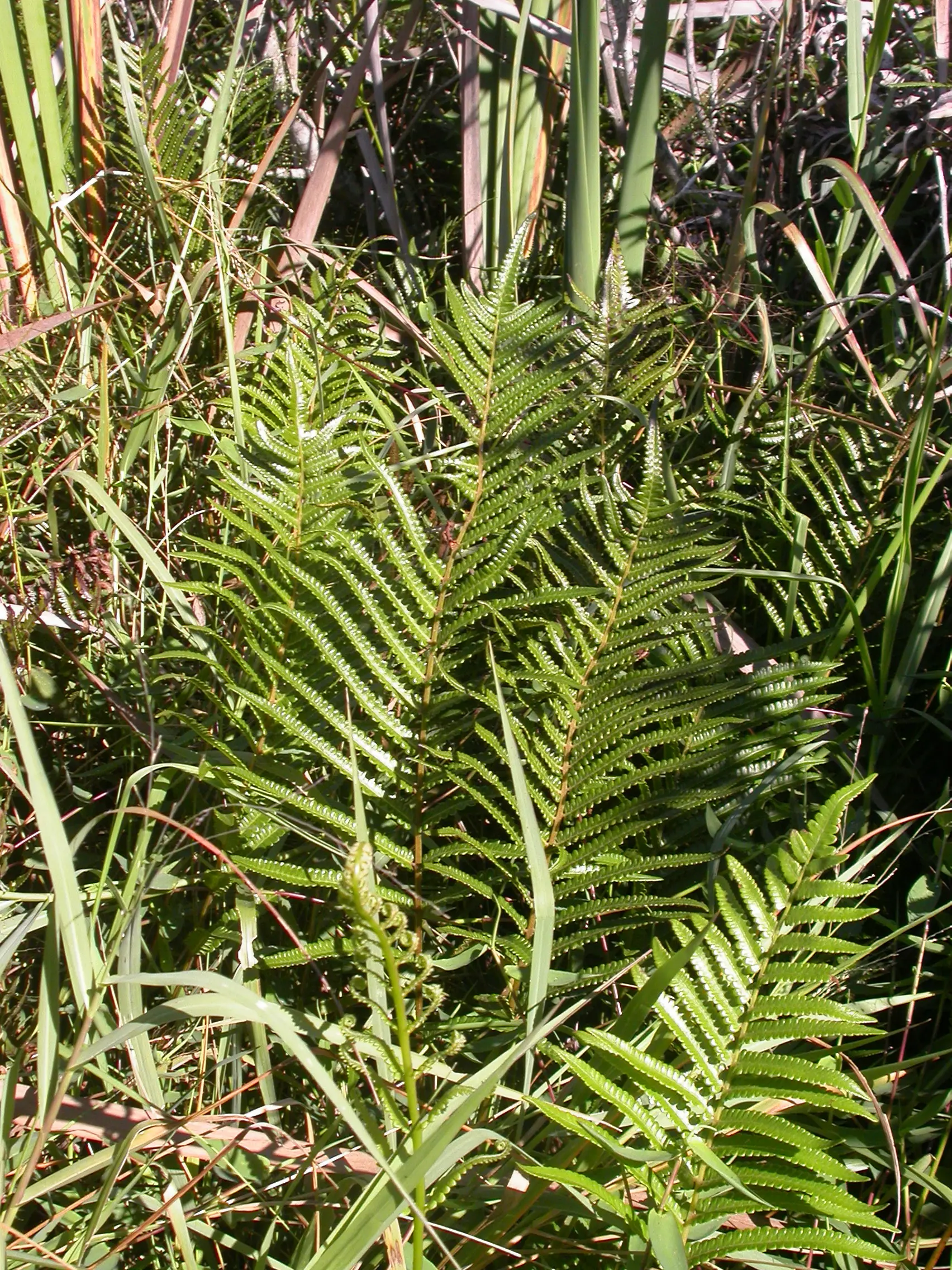Cyclosorus interruptus (Willd.) H.Ito