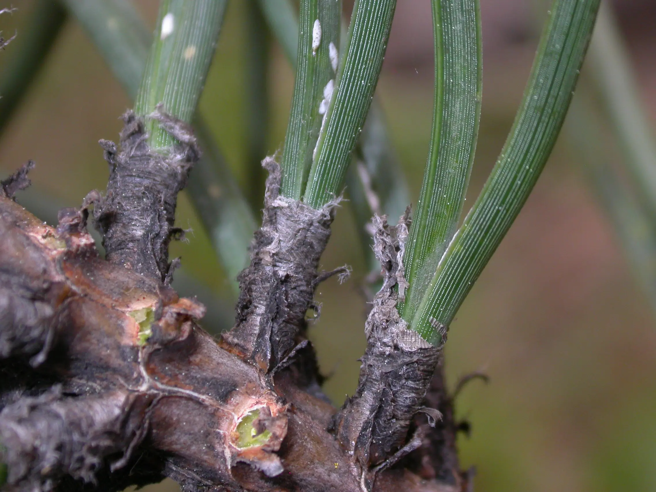 Pinus pinaster Link