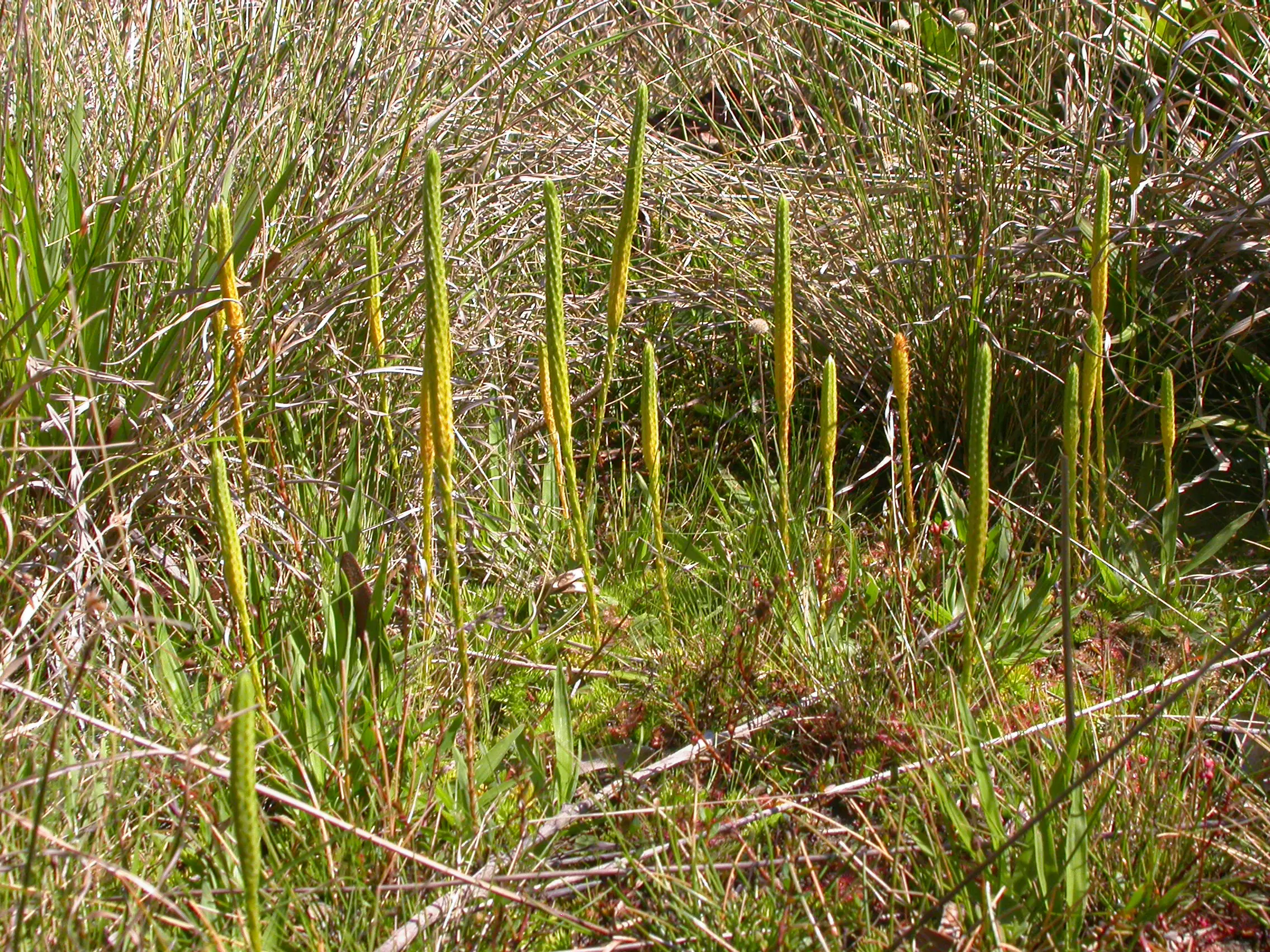 Pseudolycopodiella meridionalis (Underw. & F.E.Lloyd) Holub