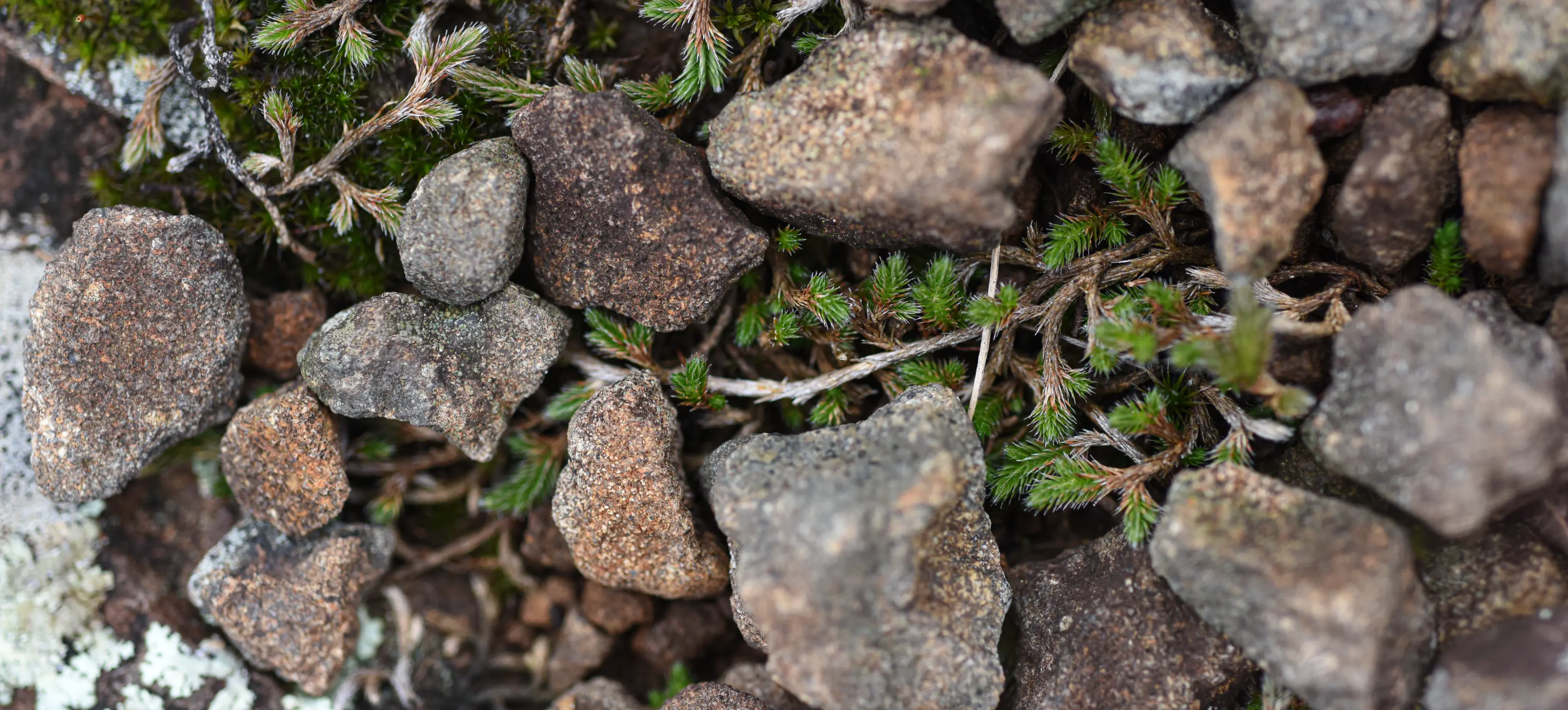 Selaginella sellowii Hieron.