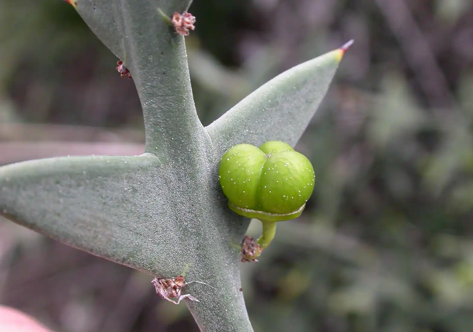 Colletia paradoxa (Spreng.) Escal.