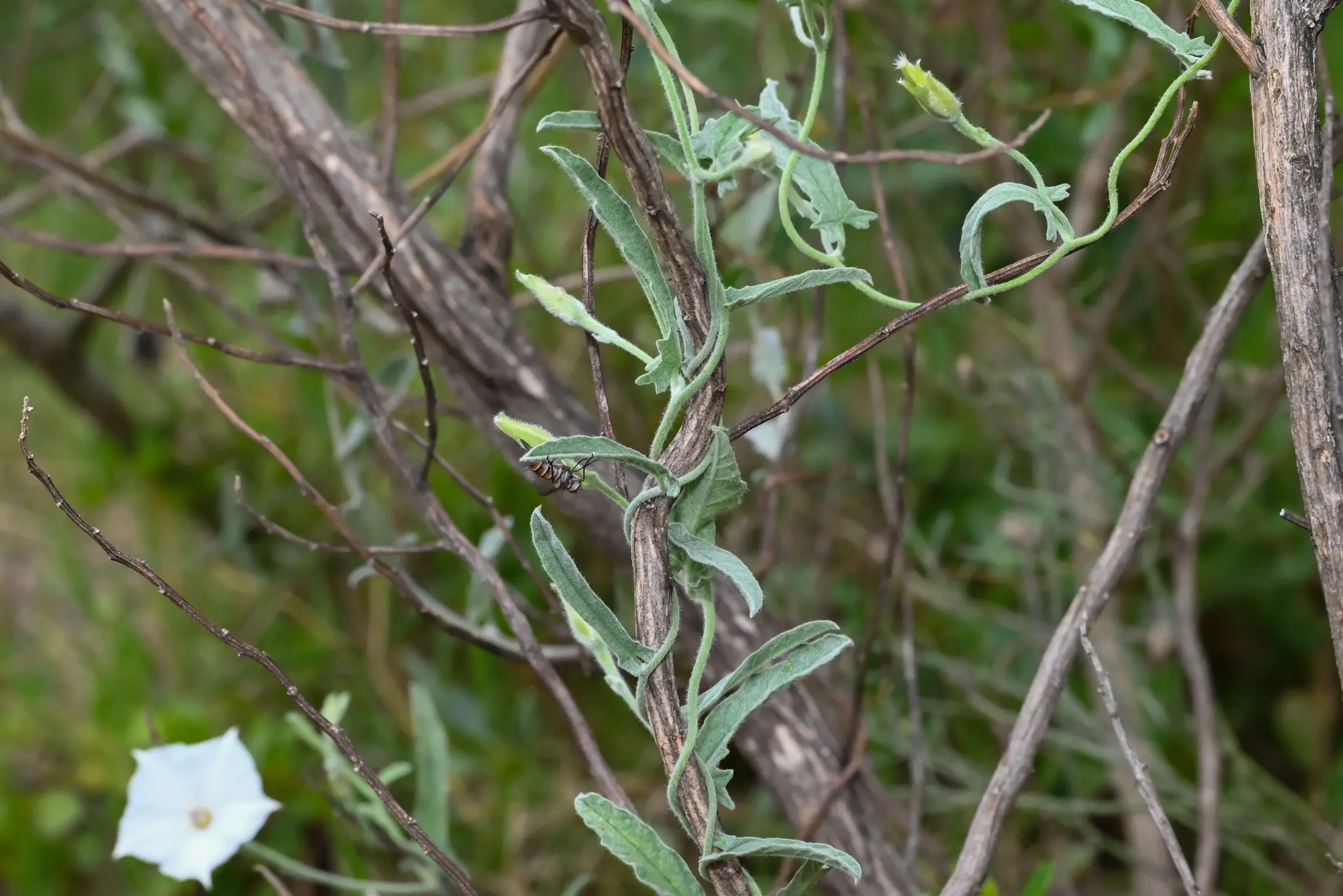 Convolvulus hermanniae L'Hér.