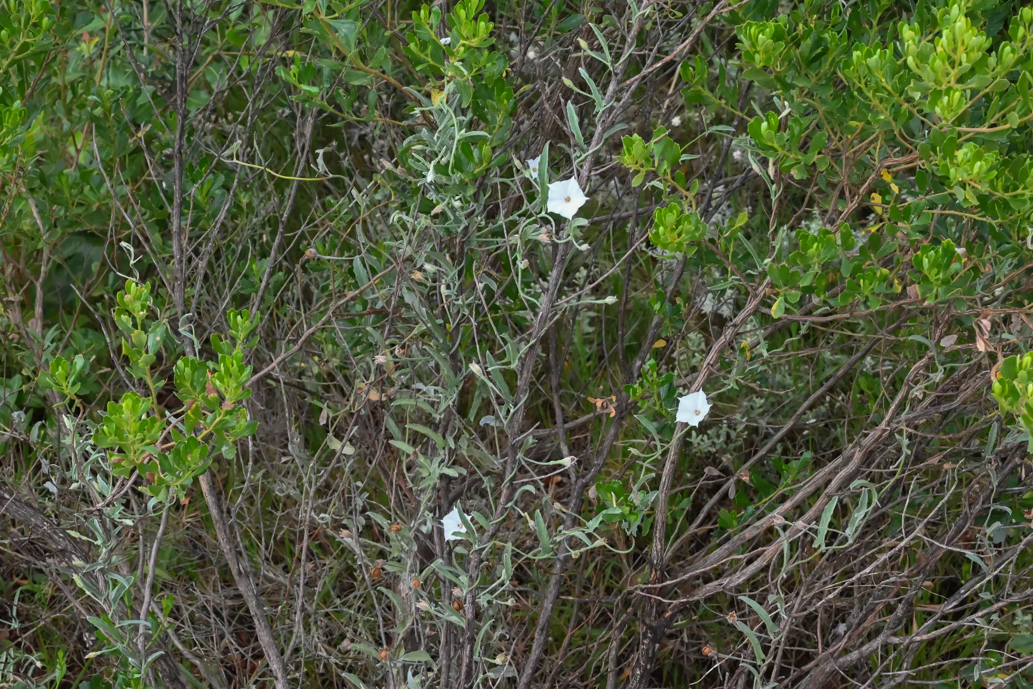 Convolvulus hermanniae L'Hér.