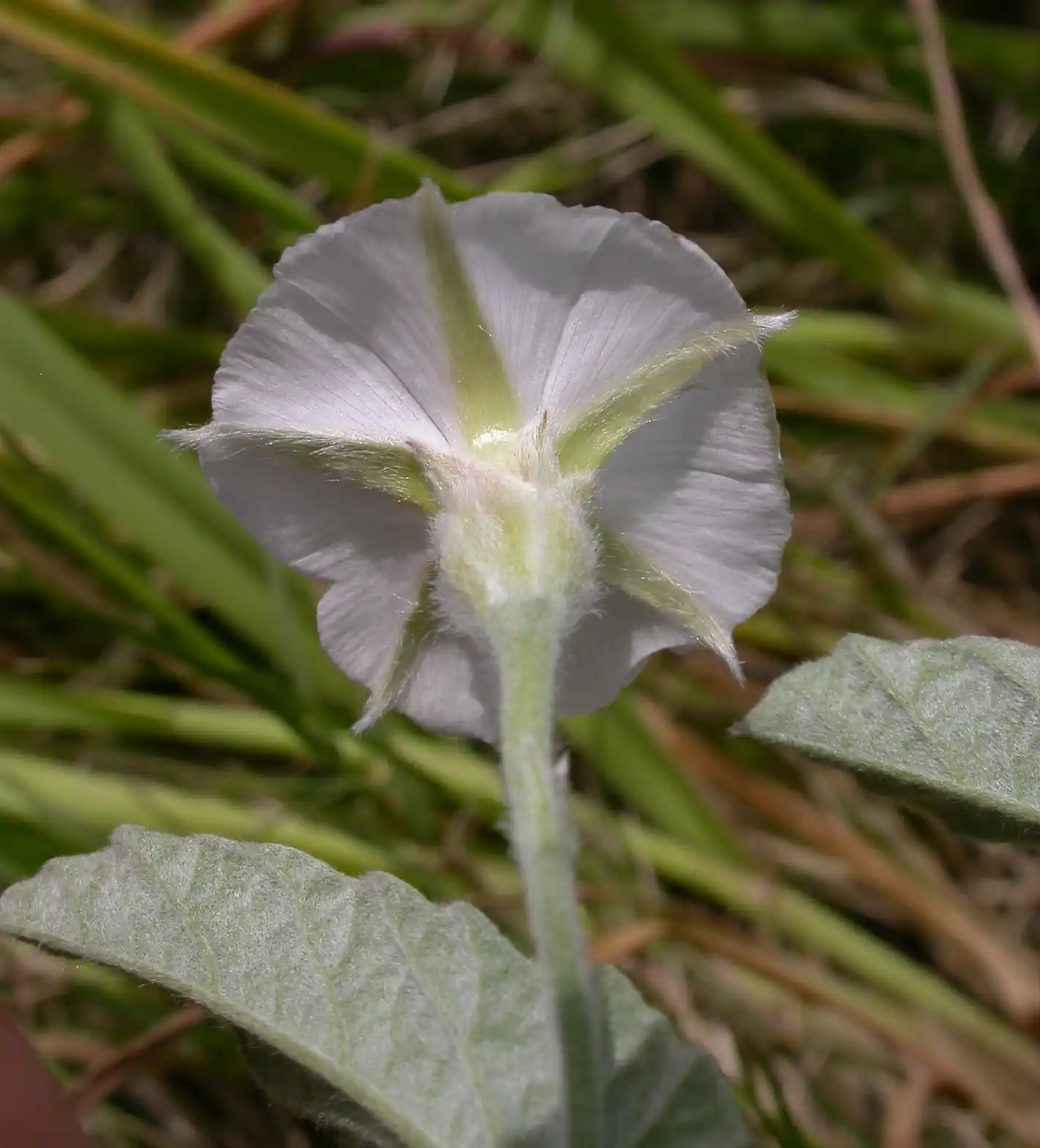 Convolvulus hermanniae L'Hér.