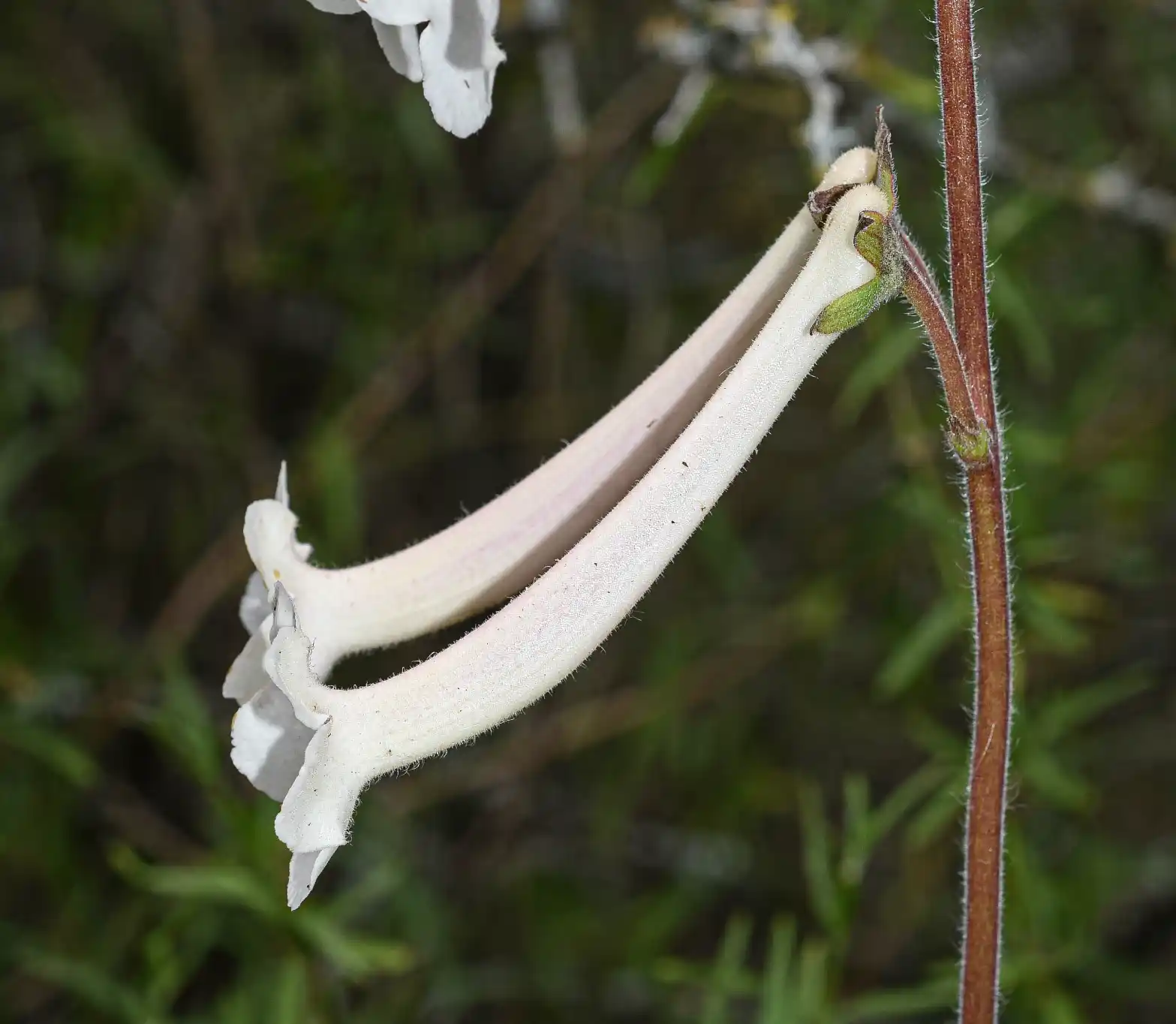 Sinningia tubiflora (Hook.) Fritsch