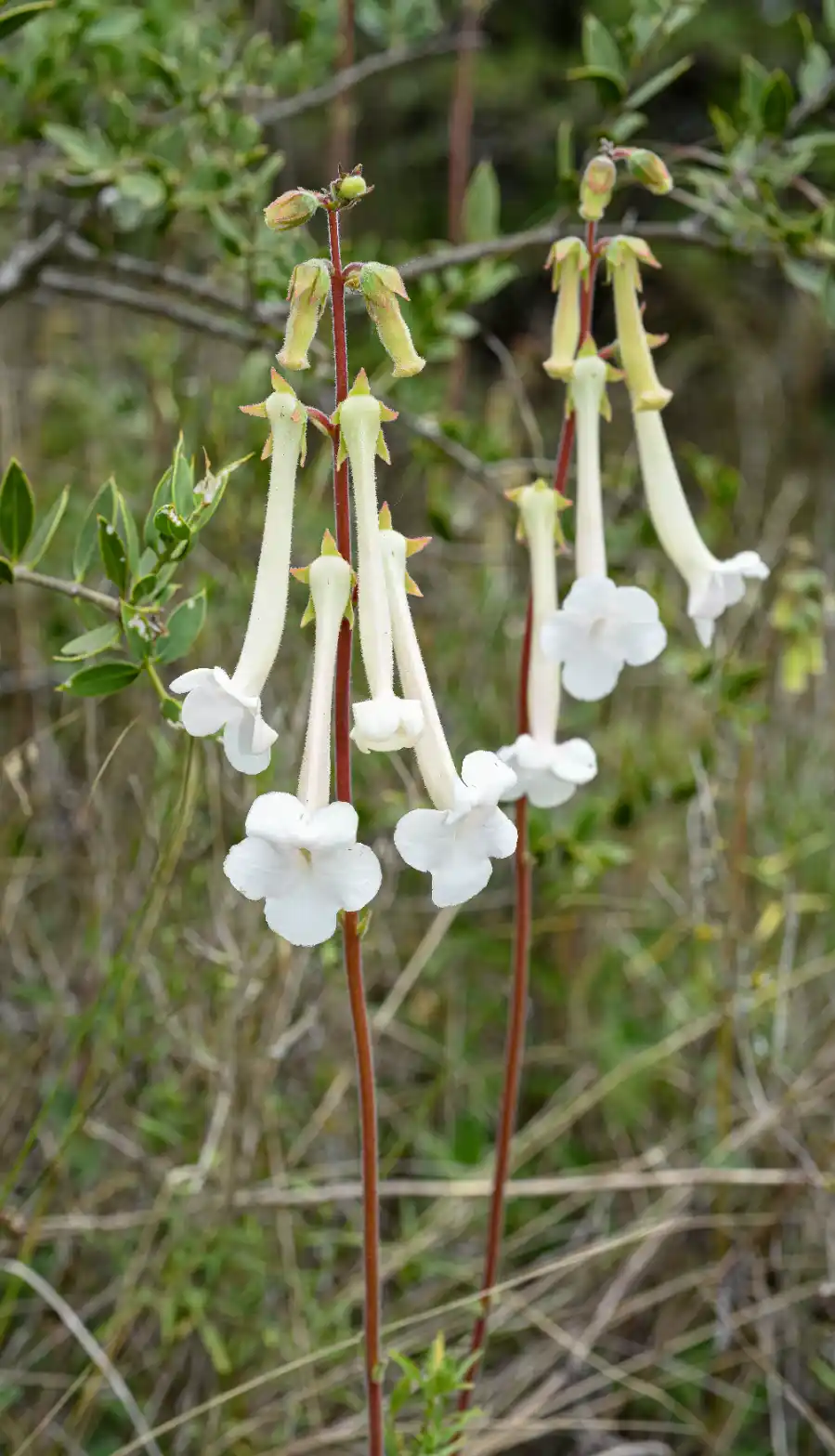 Sinningia tubiflora (Hook.) Fritsch