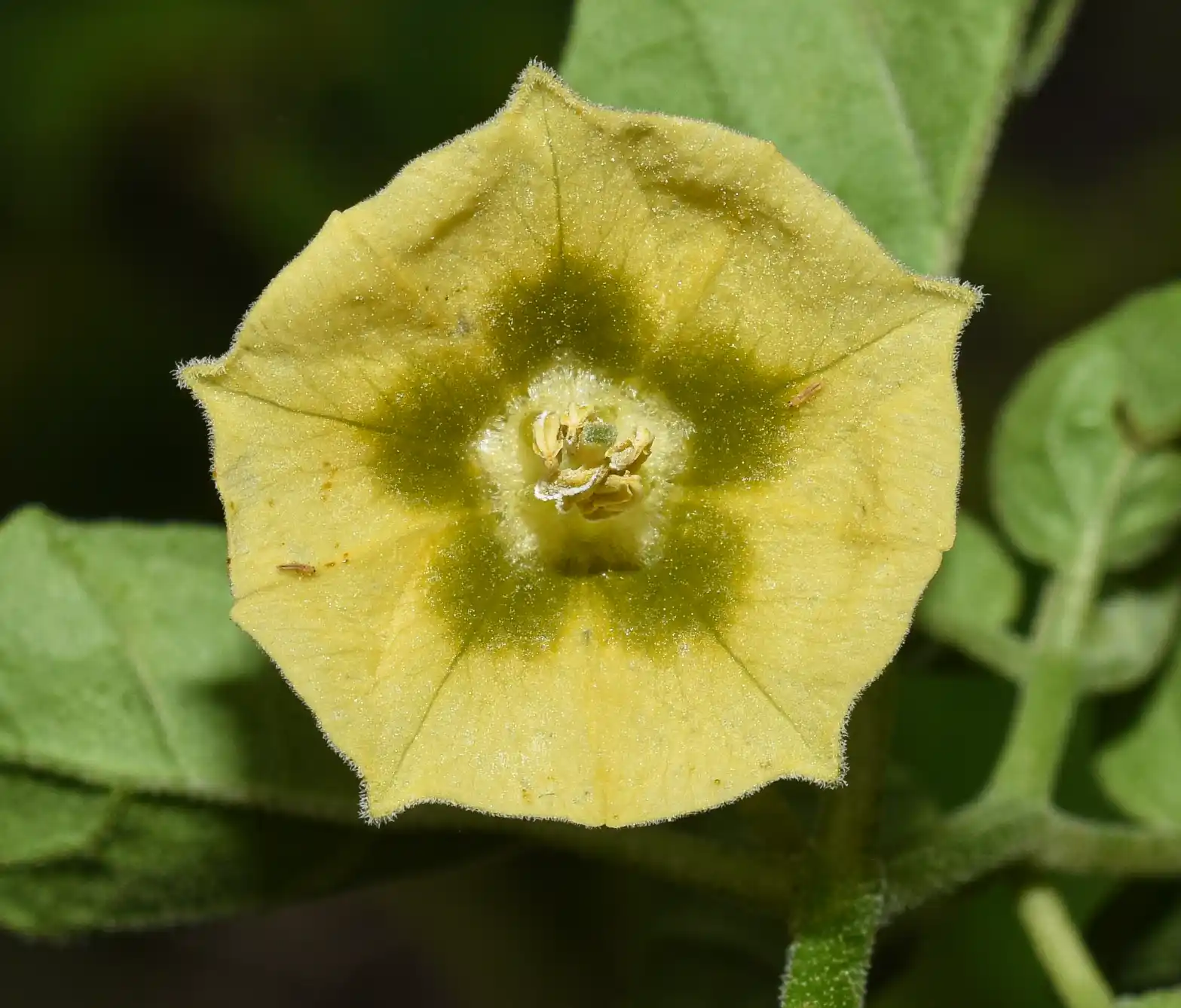 Physalis viscosa L.