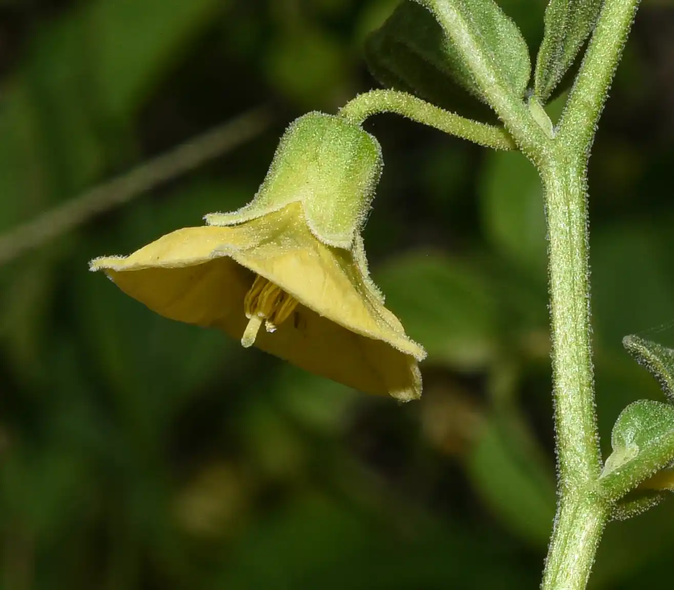 Physalis viscosa L.