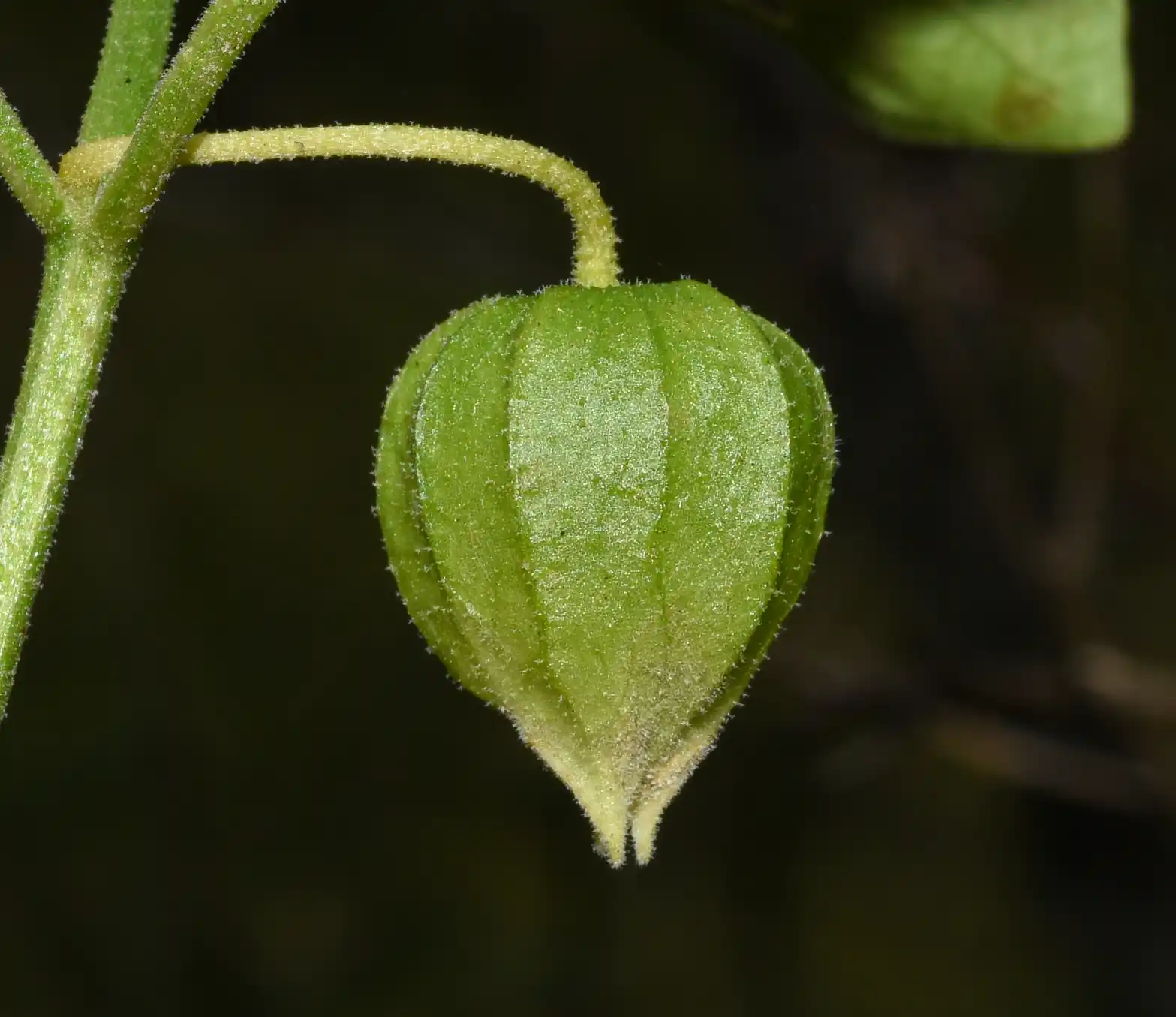 Physalis viscosa L.
