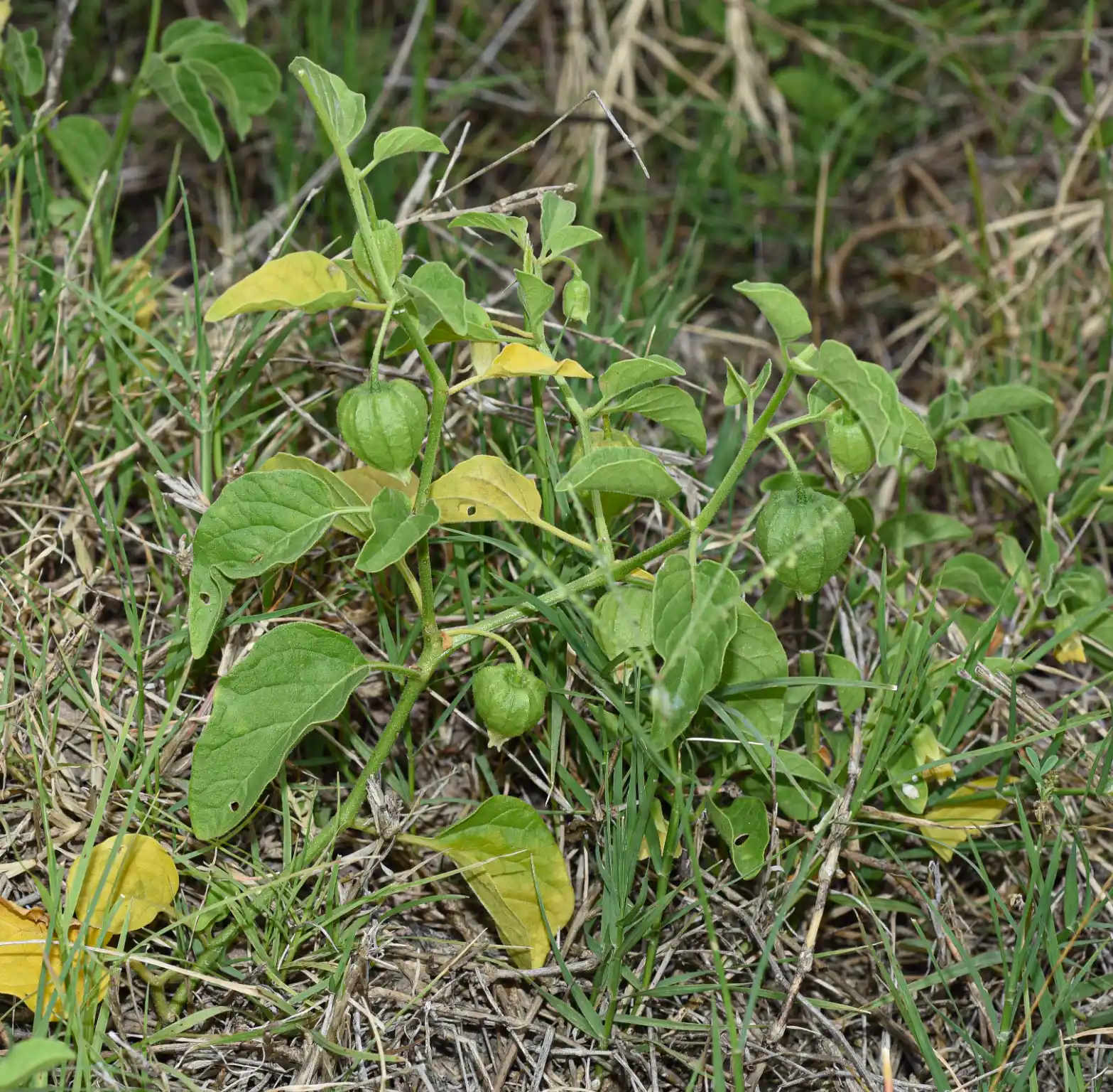 Physalis viscosa L.